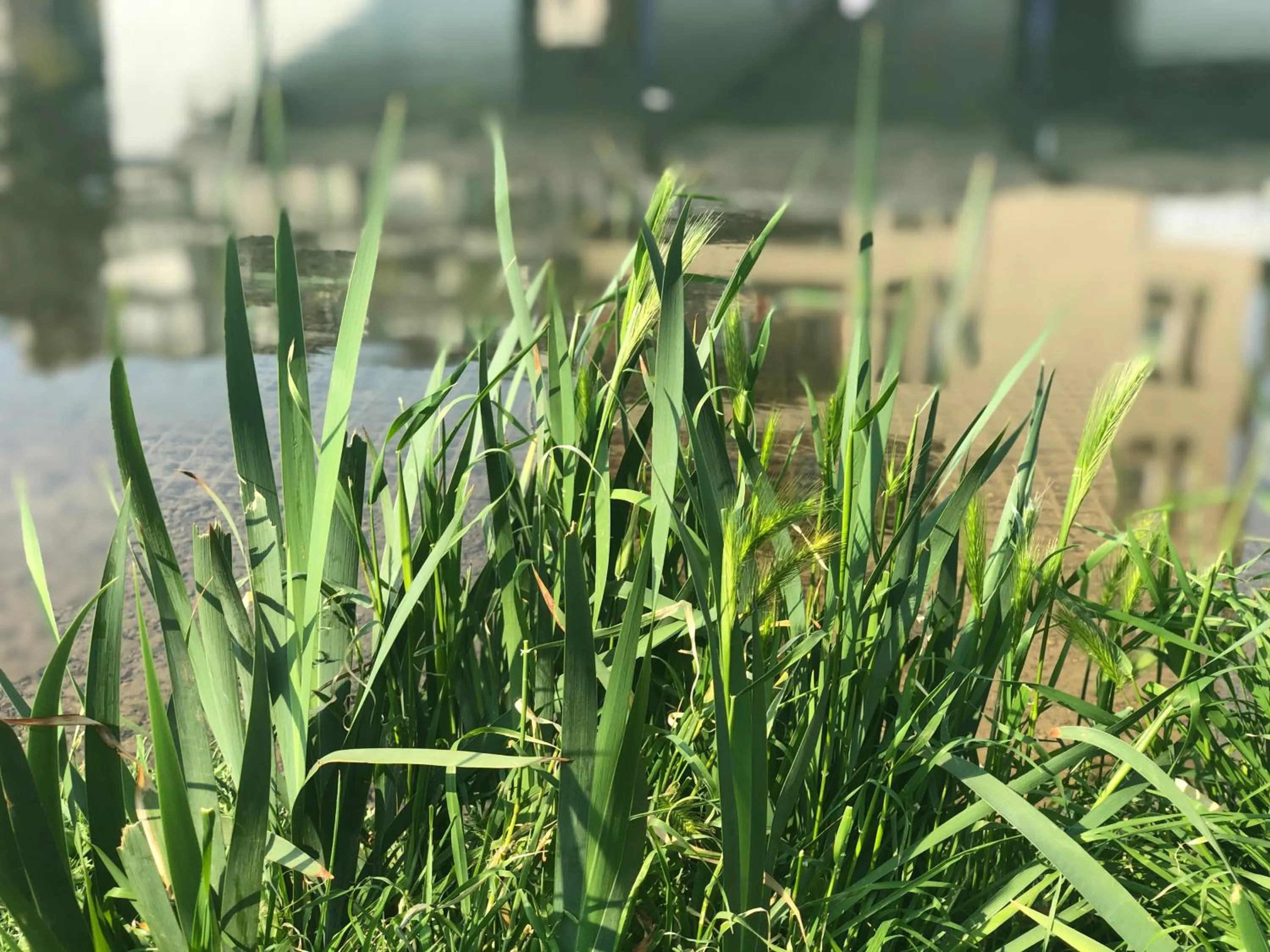 Nearby landmark in Residenza Fiori di Grano