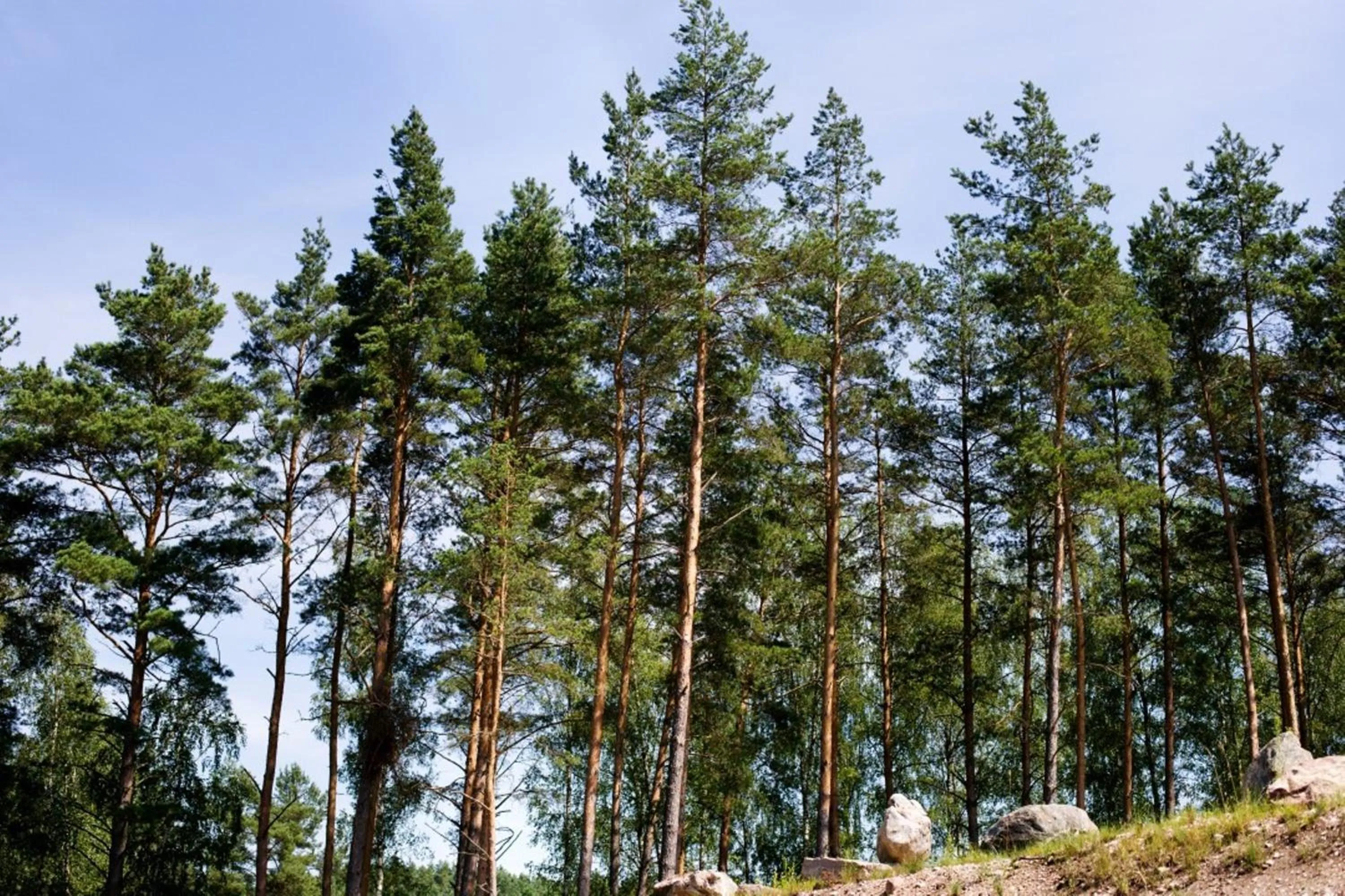 Nearby landmark in Dzūkijos dvaras