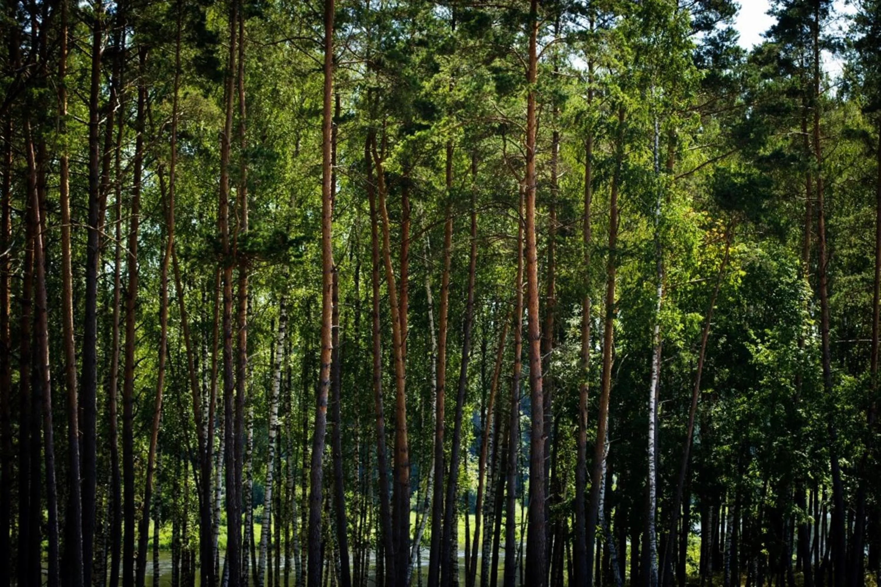 Neighbourhood in Dzūkijos dvaras