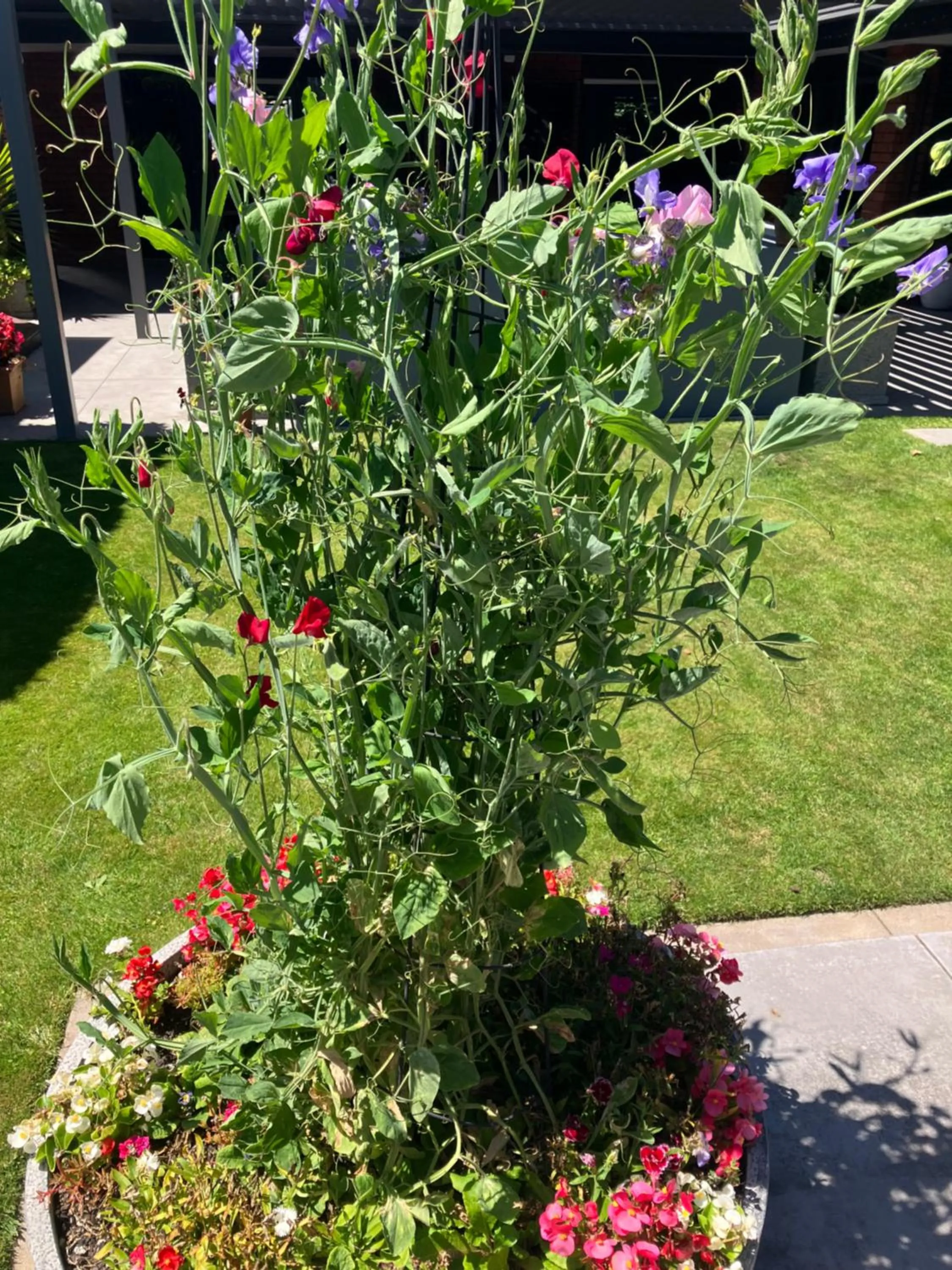 Garden view in Maples on Harewood