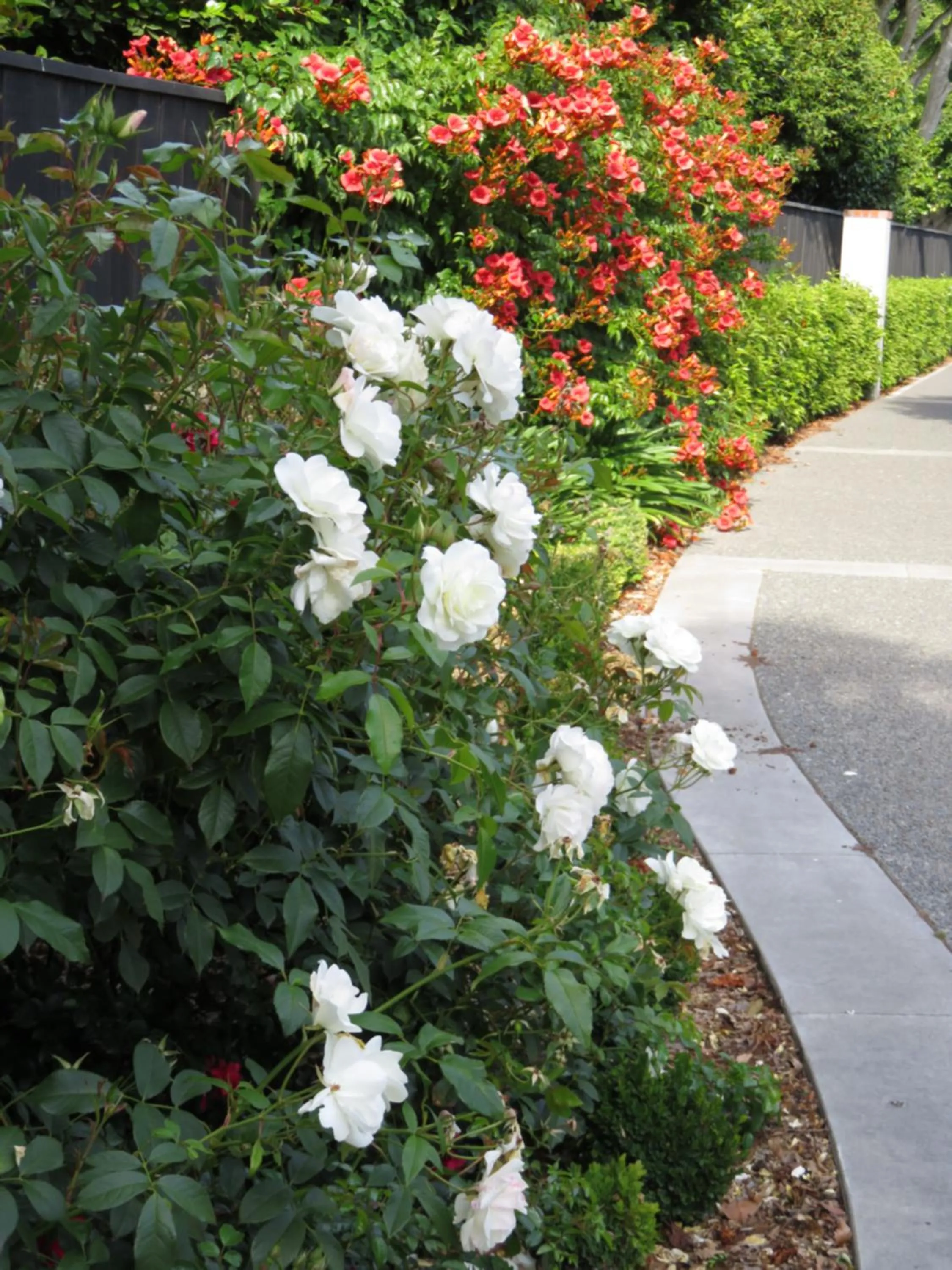 Garden view in Maples on Harewood