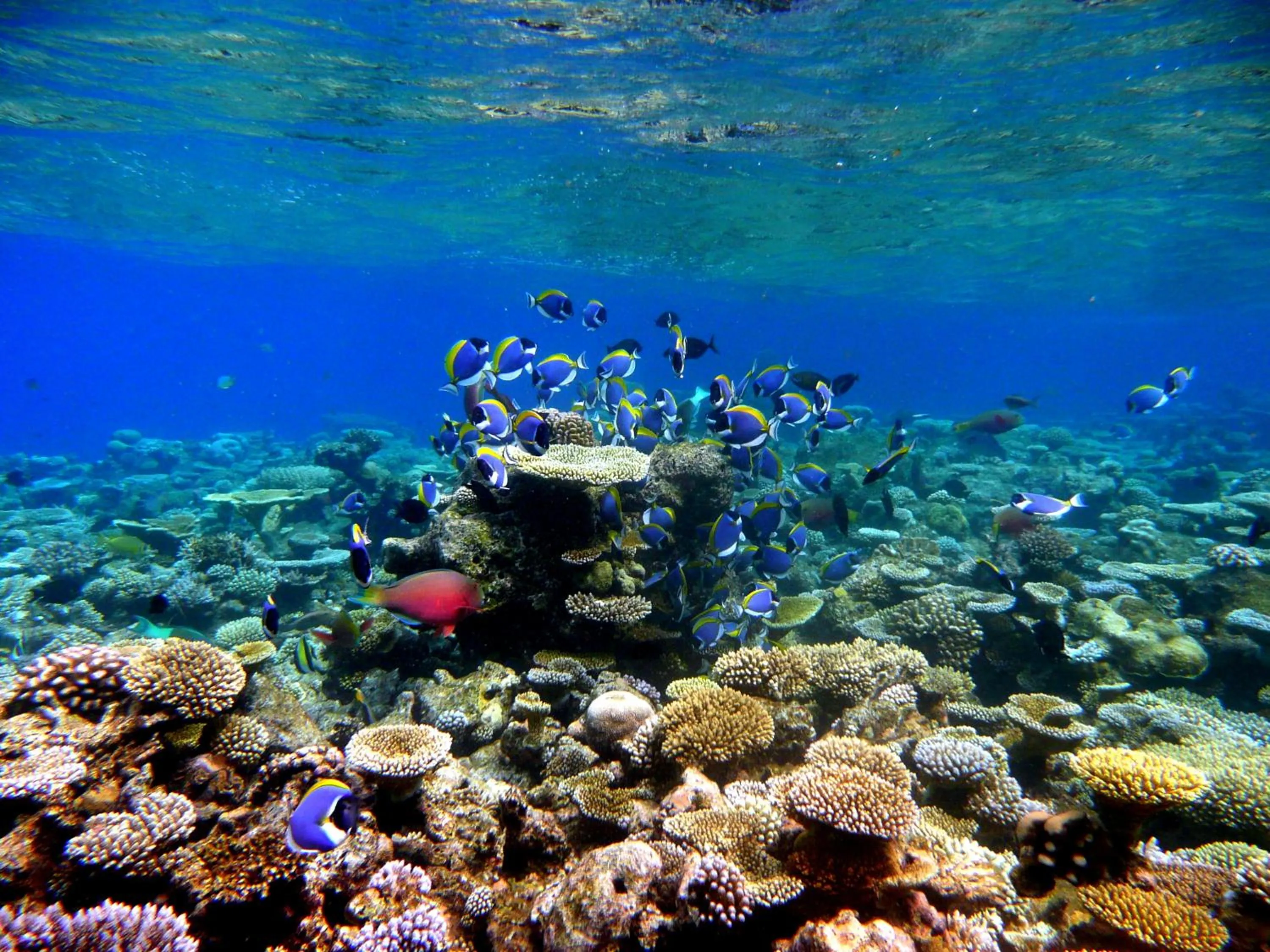 Snorkeling in Koimala Hotel