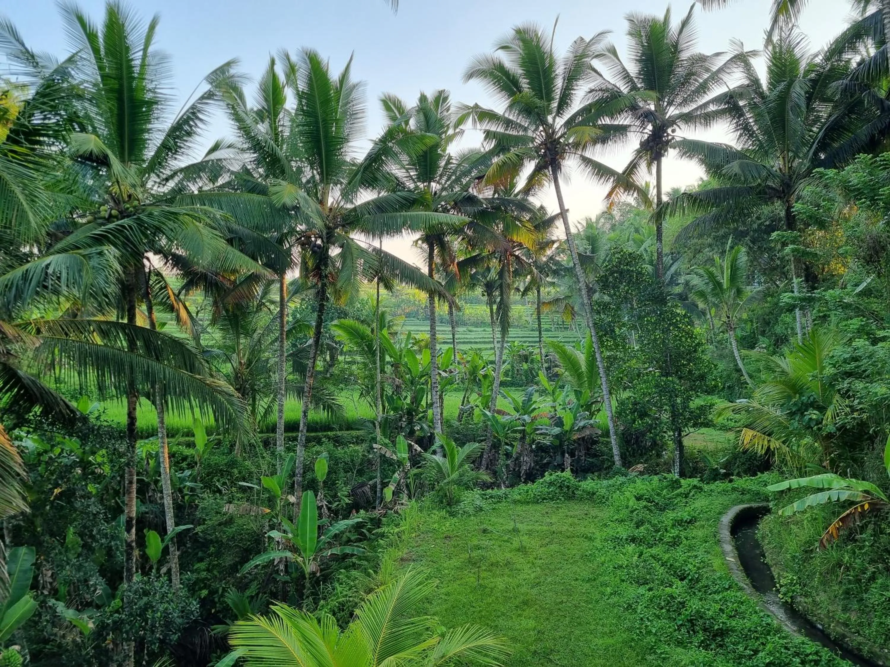 View (from property/room) in Puri Sebali Resort