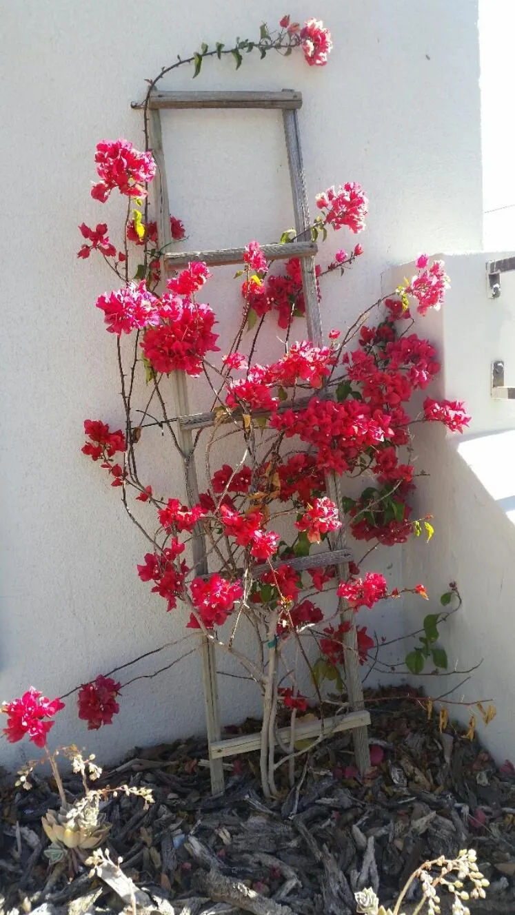 Pepper Tree Accommodation