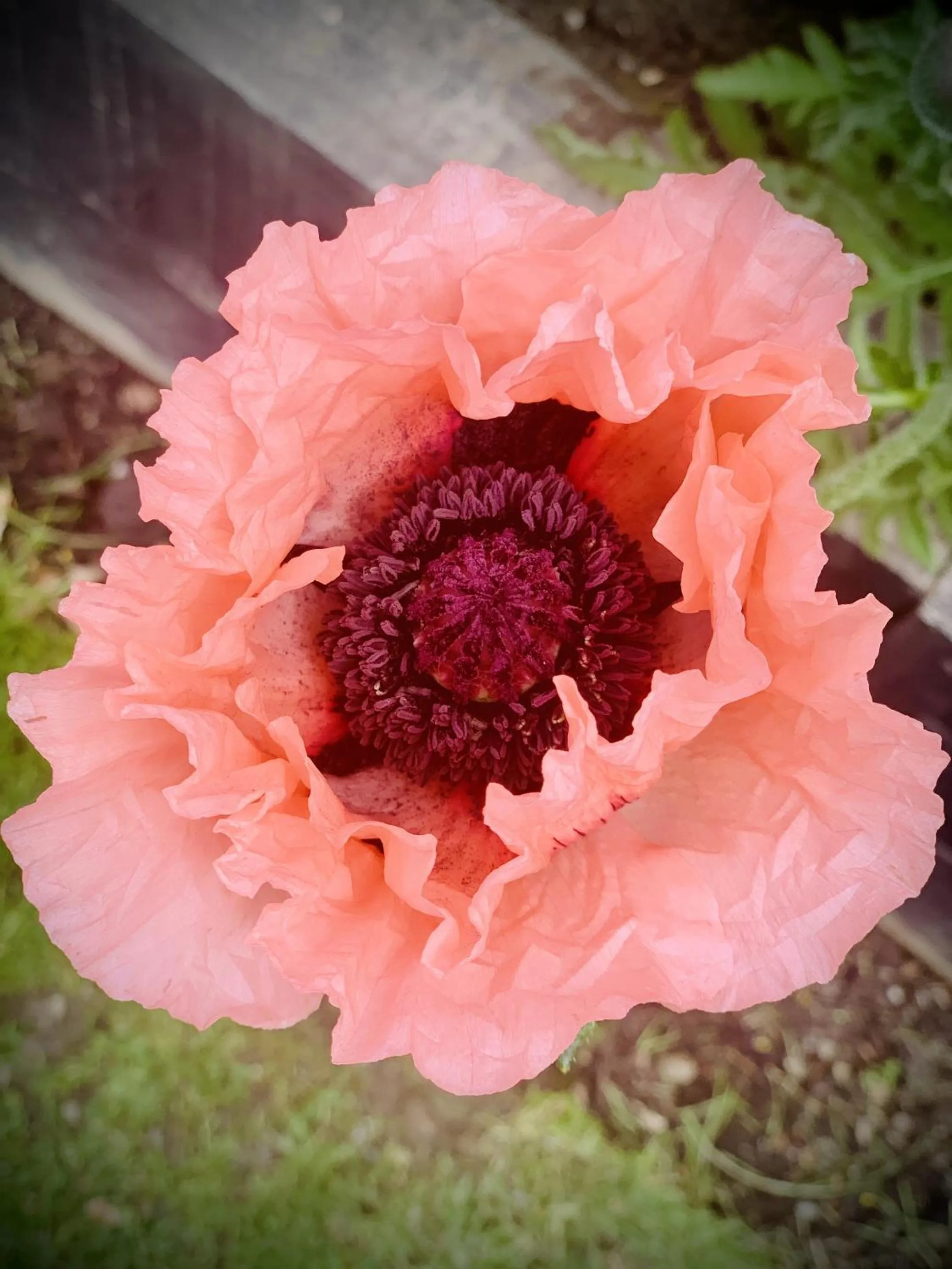 Garden in Wester Auchraw Longhouse Artful highland stay