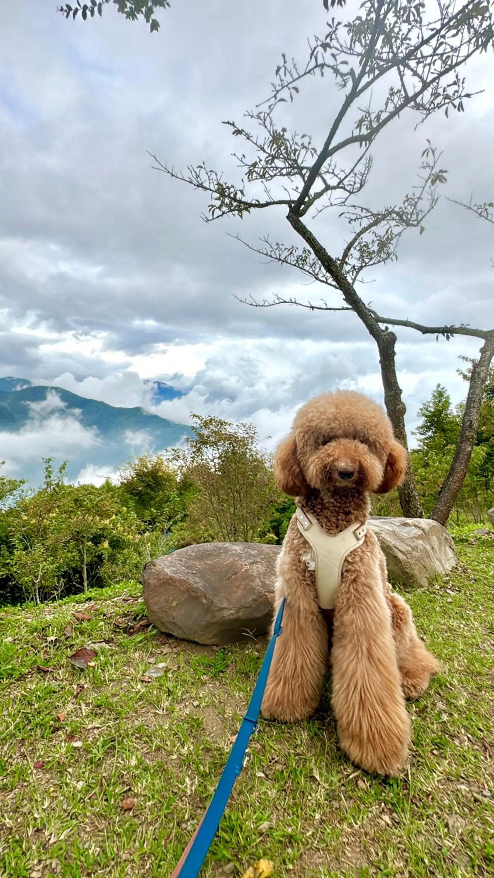 Pets in 日初雲來民宿