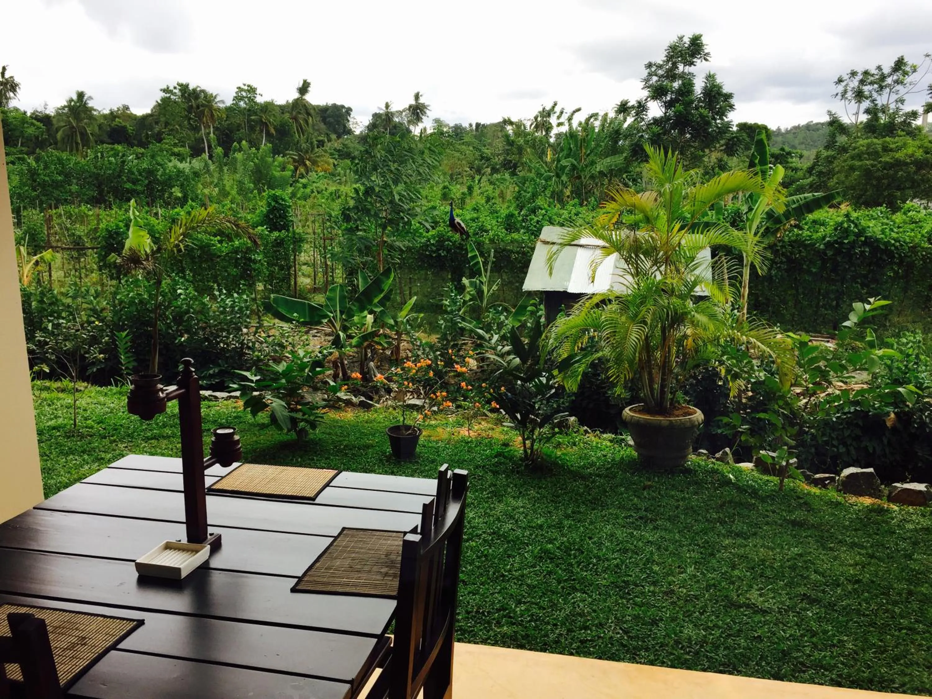 Patio in Peacock Villa