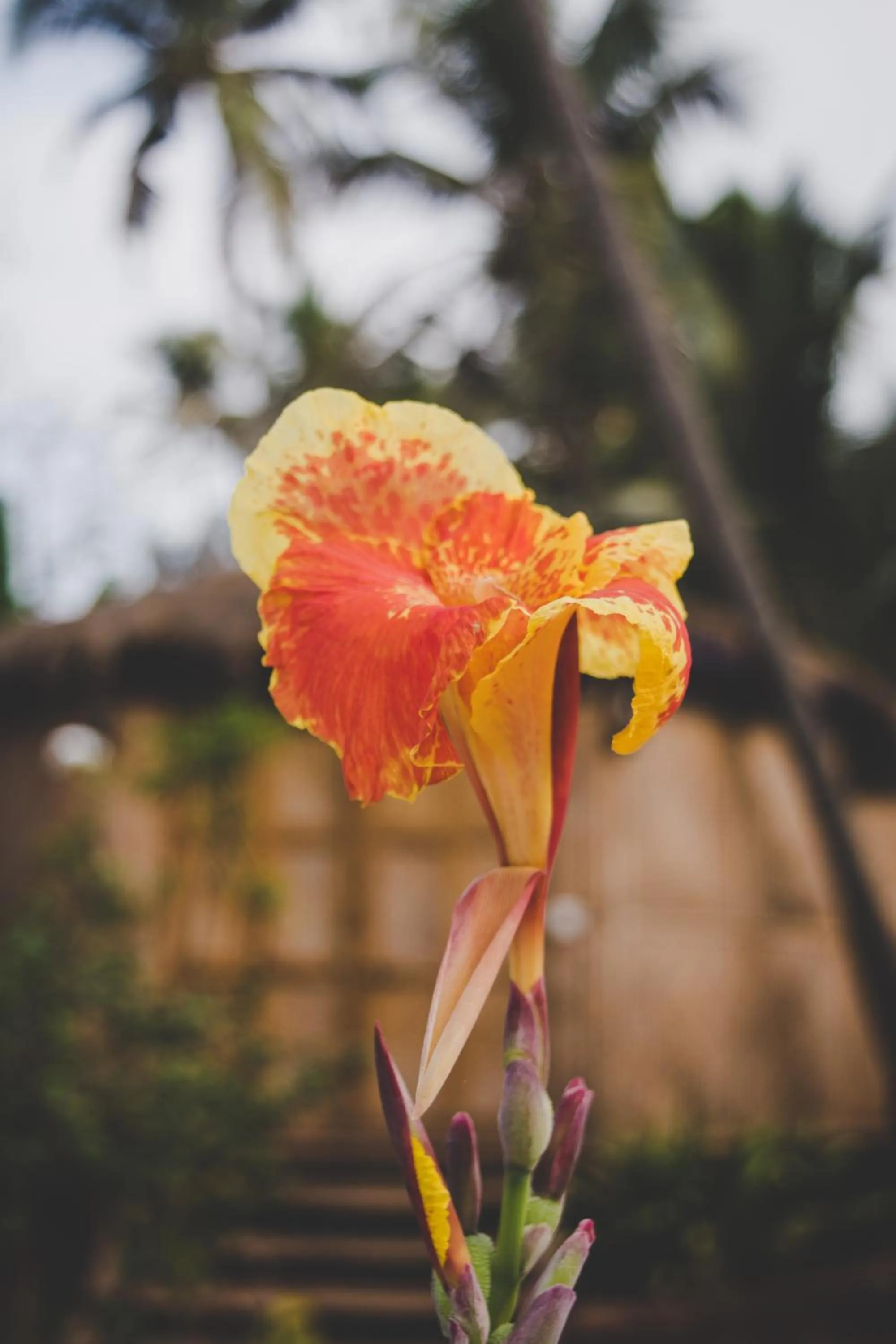 Garden in Anahata Retreat Beach Front Ashwem Goa