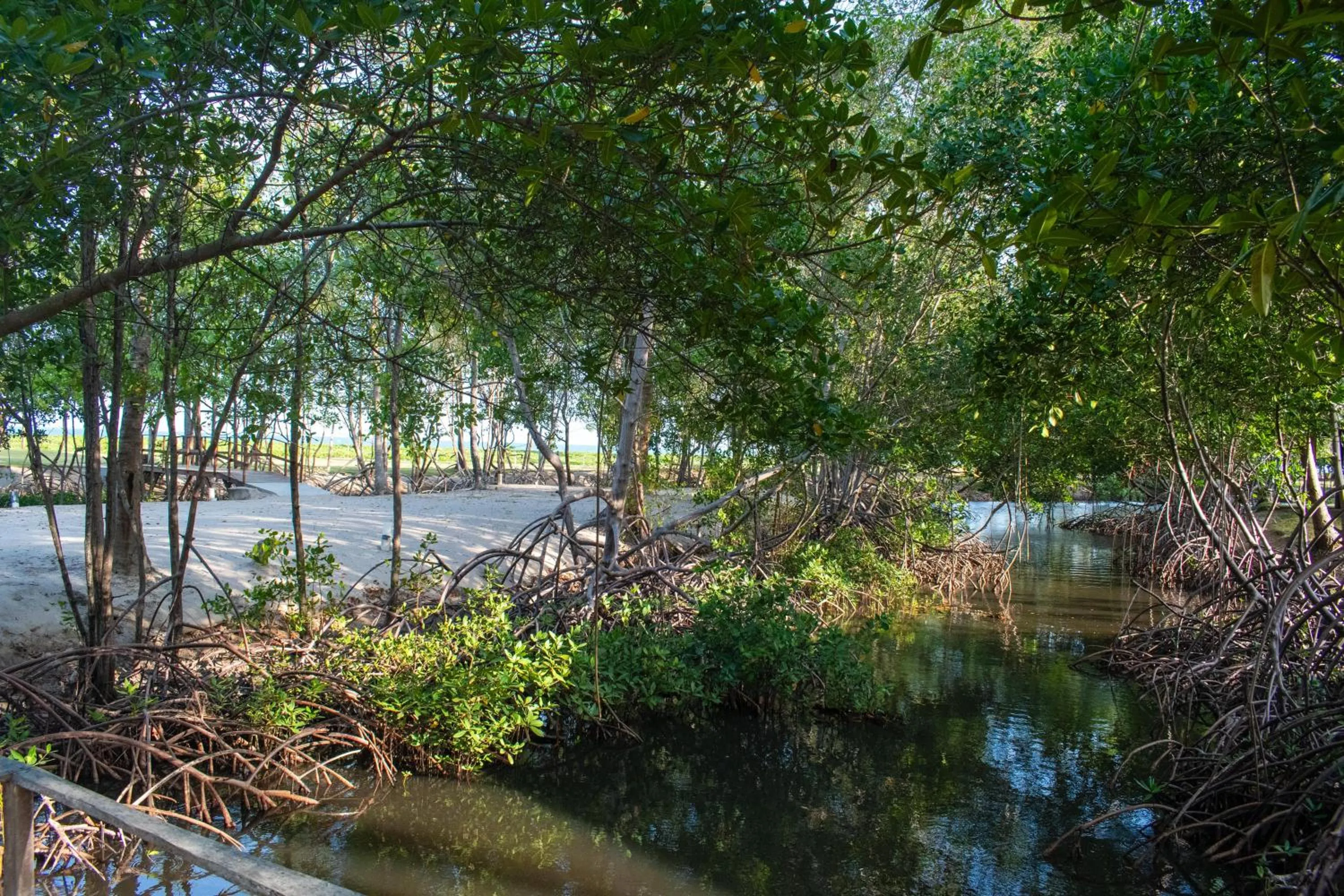 Natural landscape in Angá Beach Hotel
