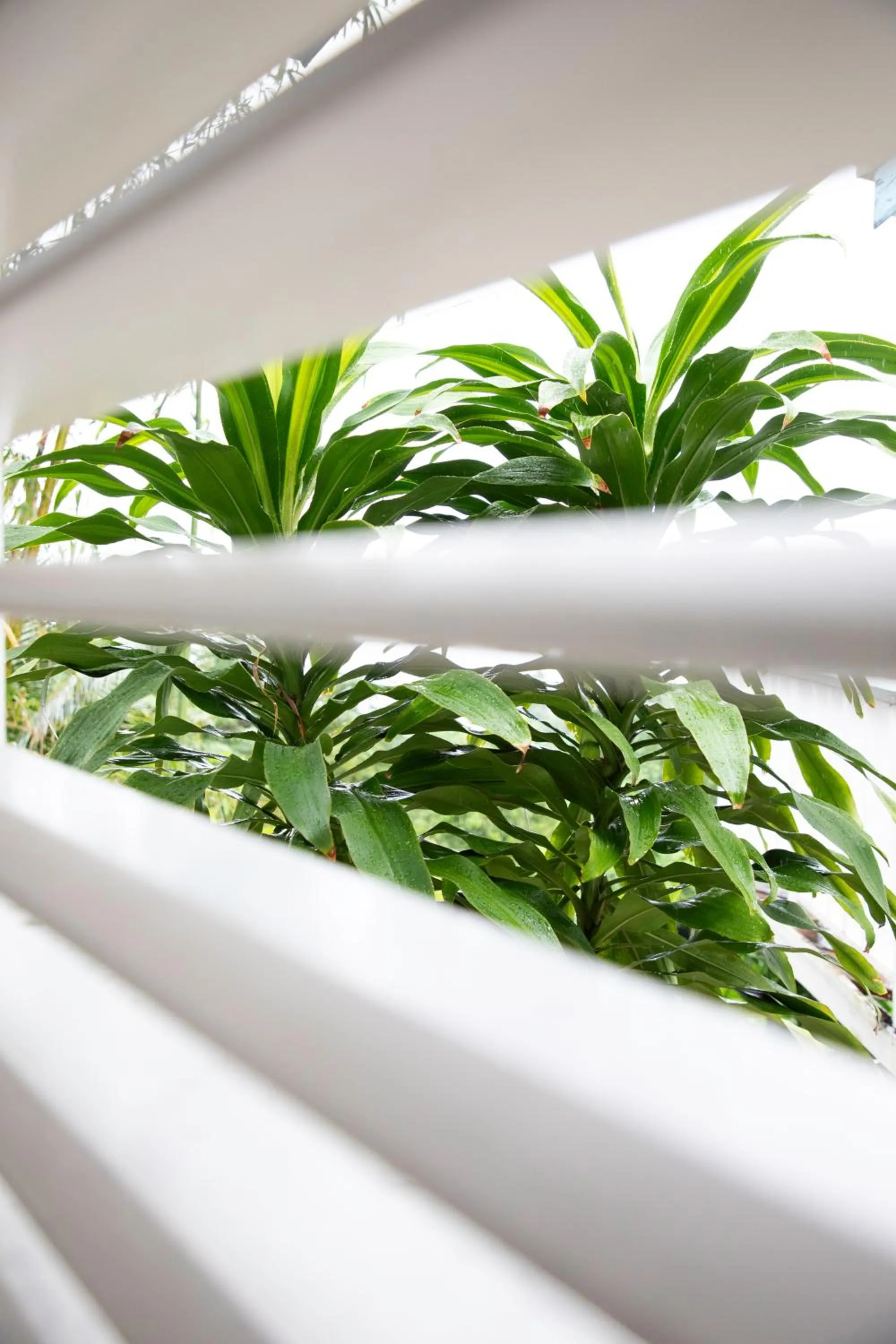 Property building in LF Jungle Retreat