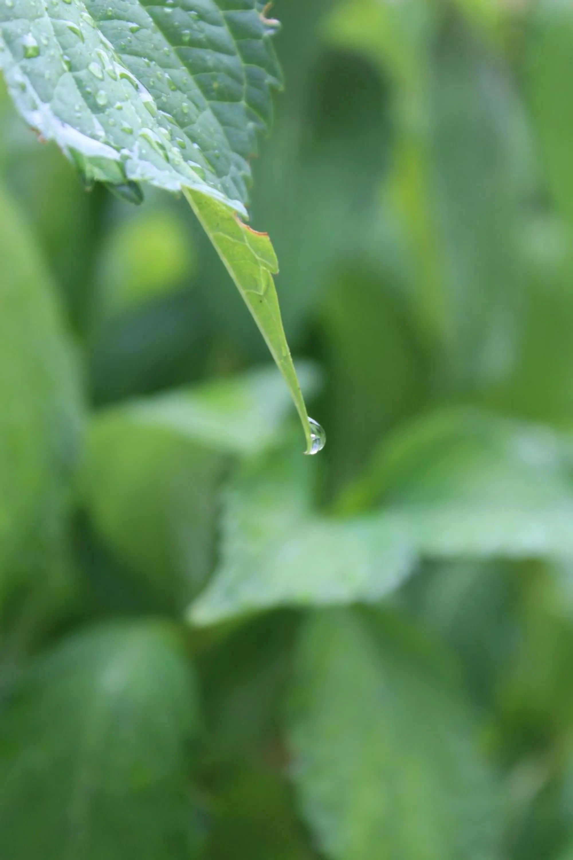 Stresa Complex LevOasi