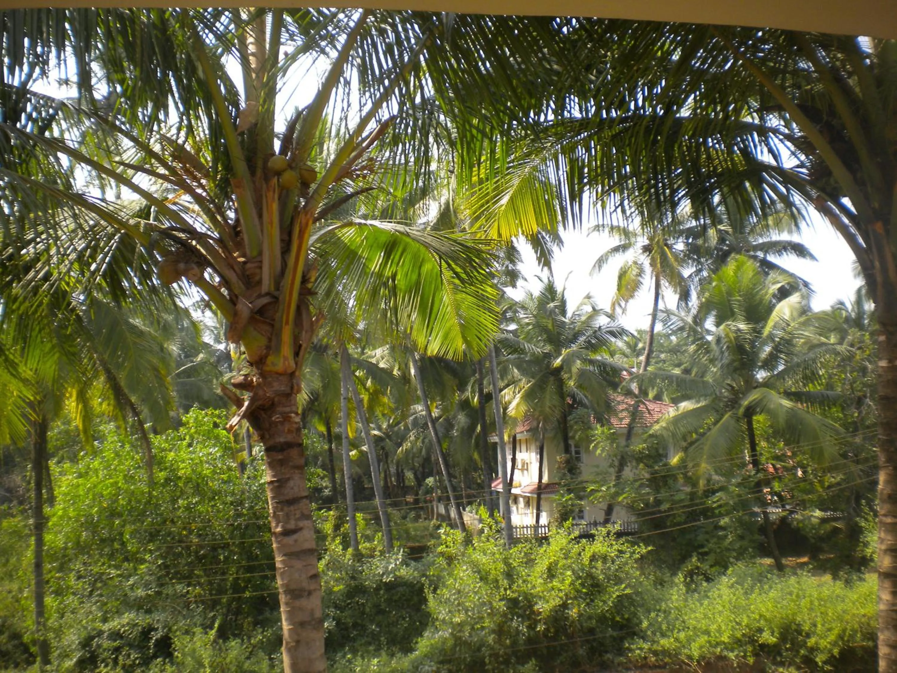 Pool view in Guesthouse Sakina Colva