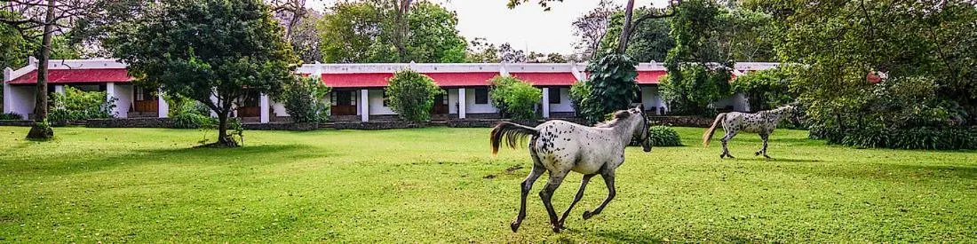 Horse-riding in Ngare Sero Mountain Lodge