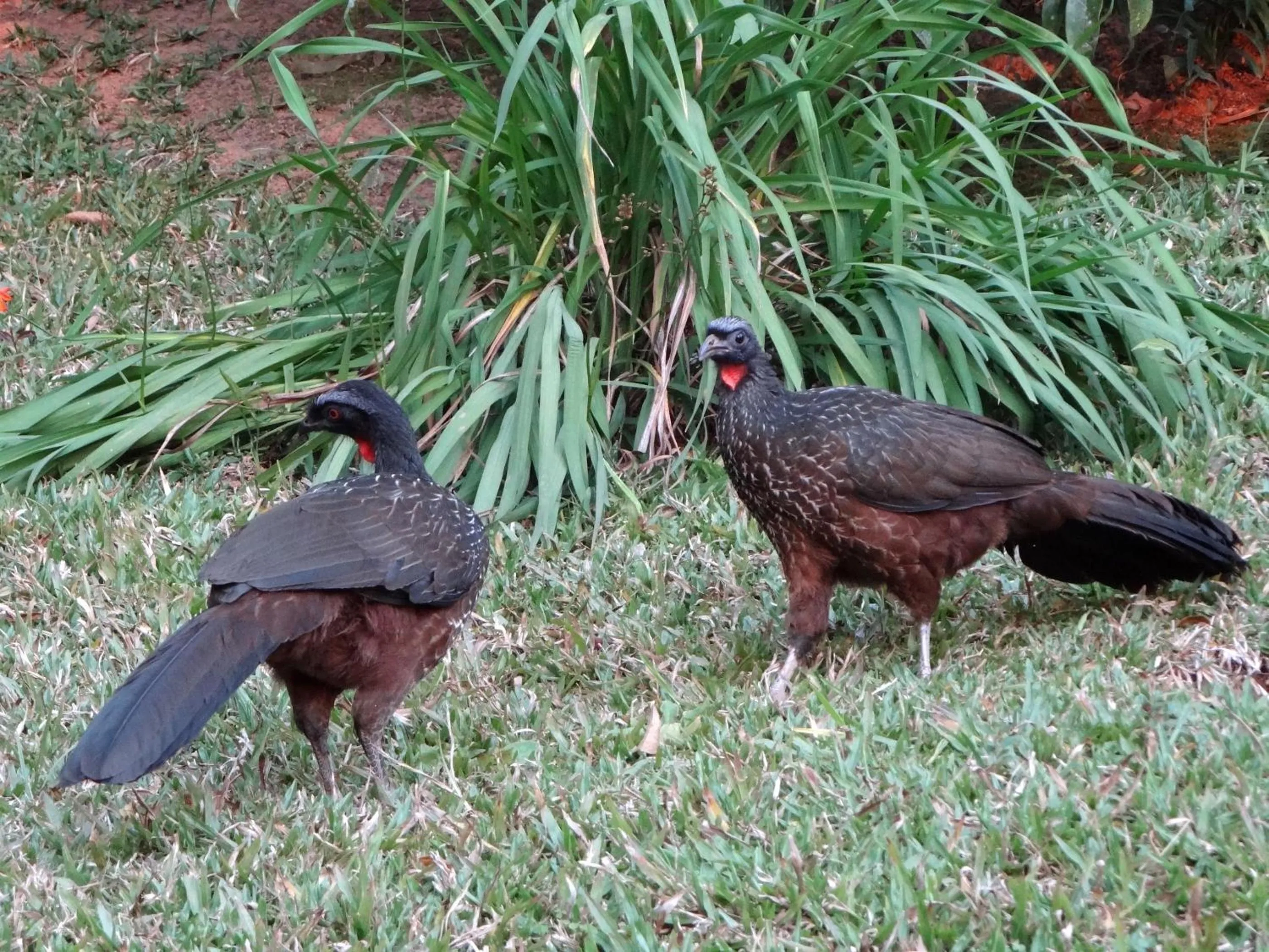 Garden in Pousada Chalé da Floresta
