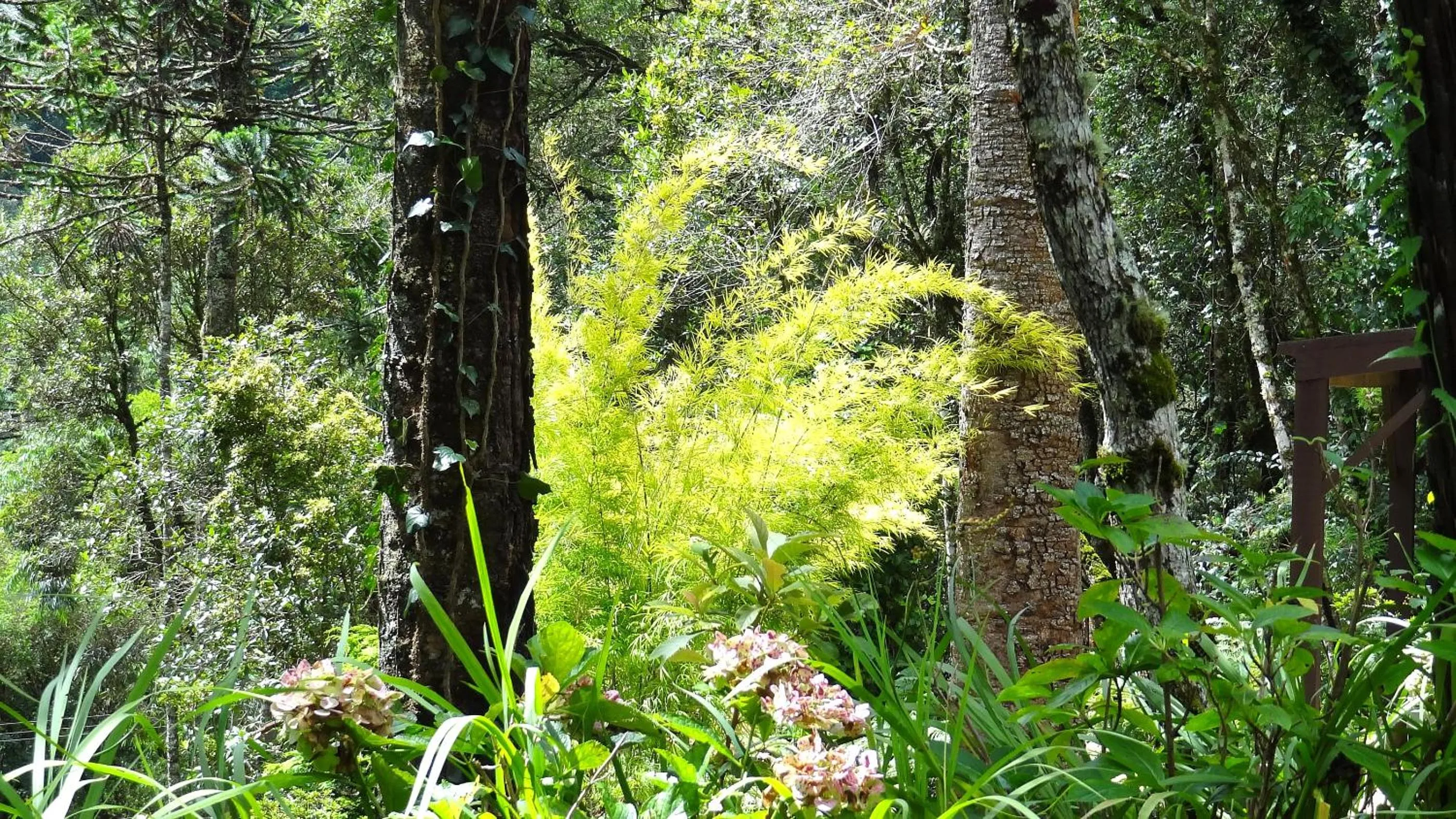 Garden in Pousada Chalé da Floresta