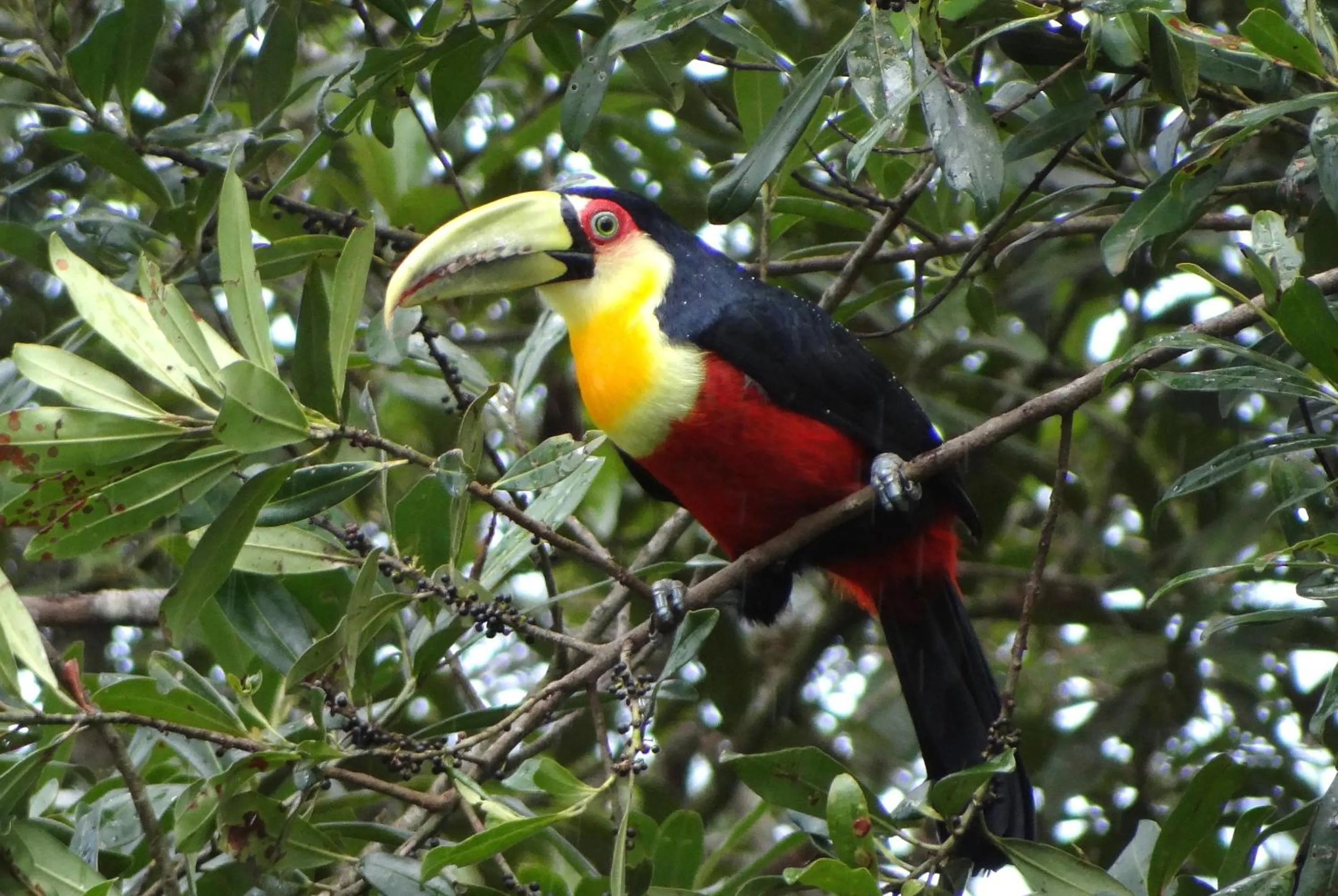 Garden in Pousada Chalé da Floresta