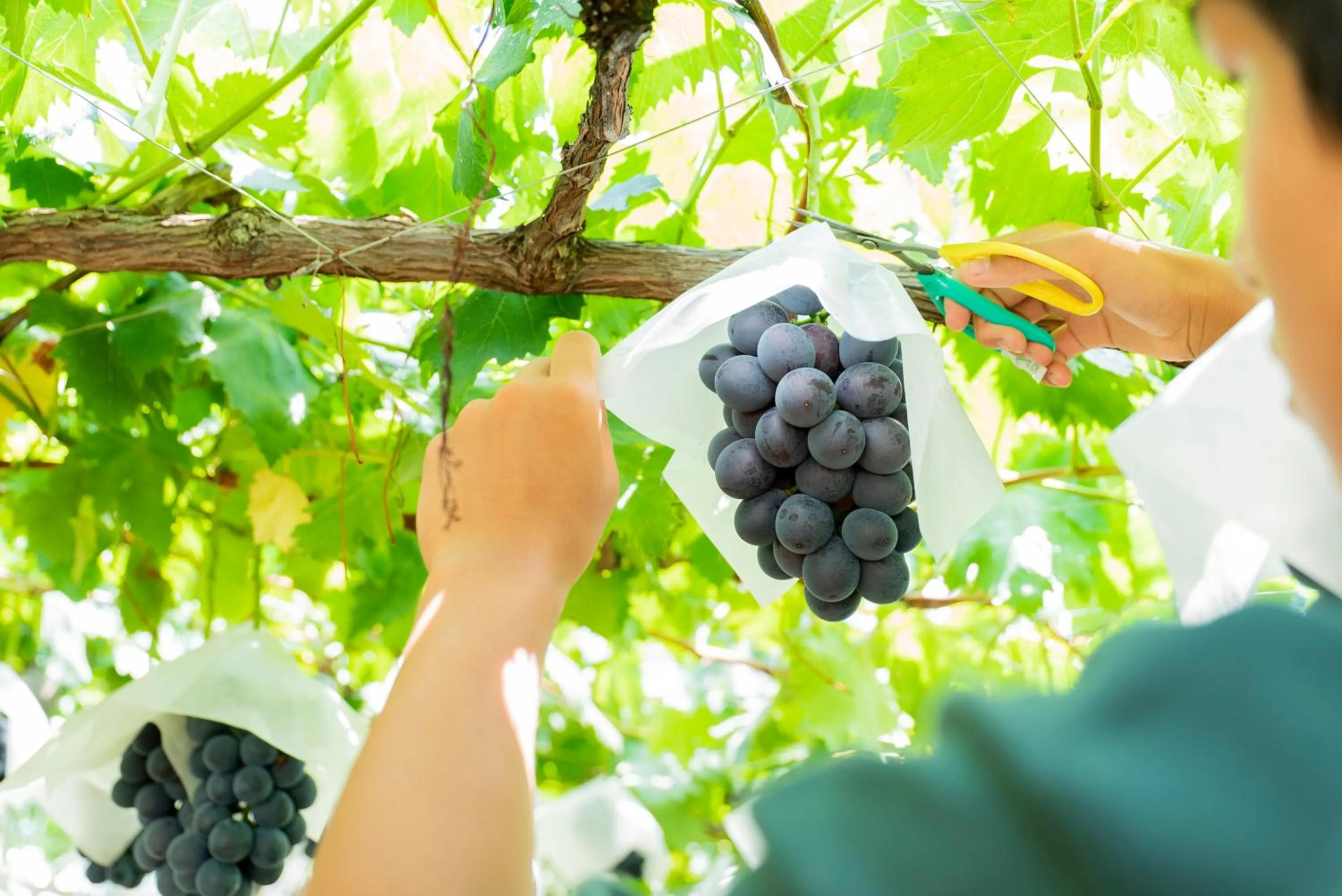 Nearby landmark in Fruit Park Fujiya Hotel