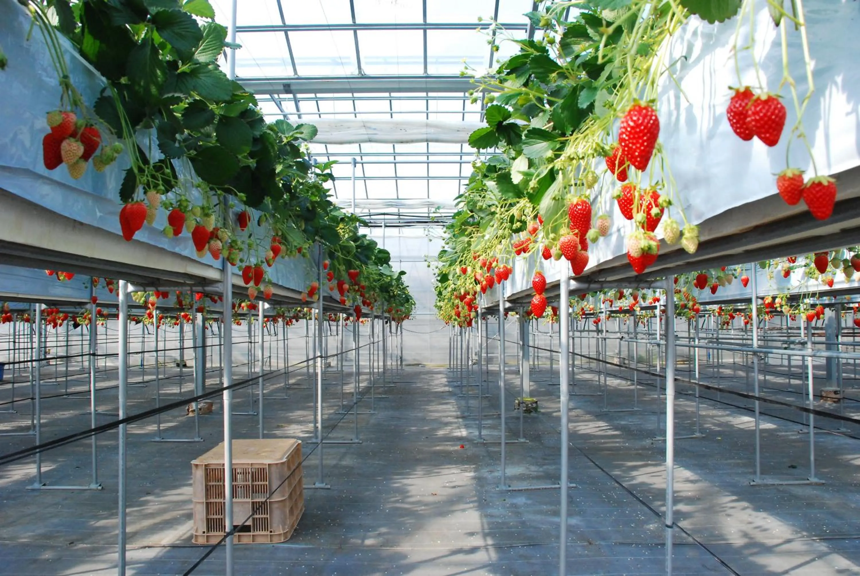 Nearby landmark in Fruit Park Fujiya Hotel