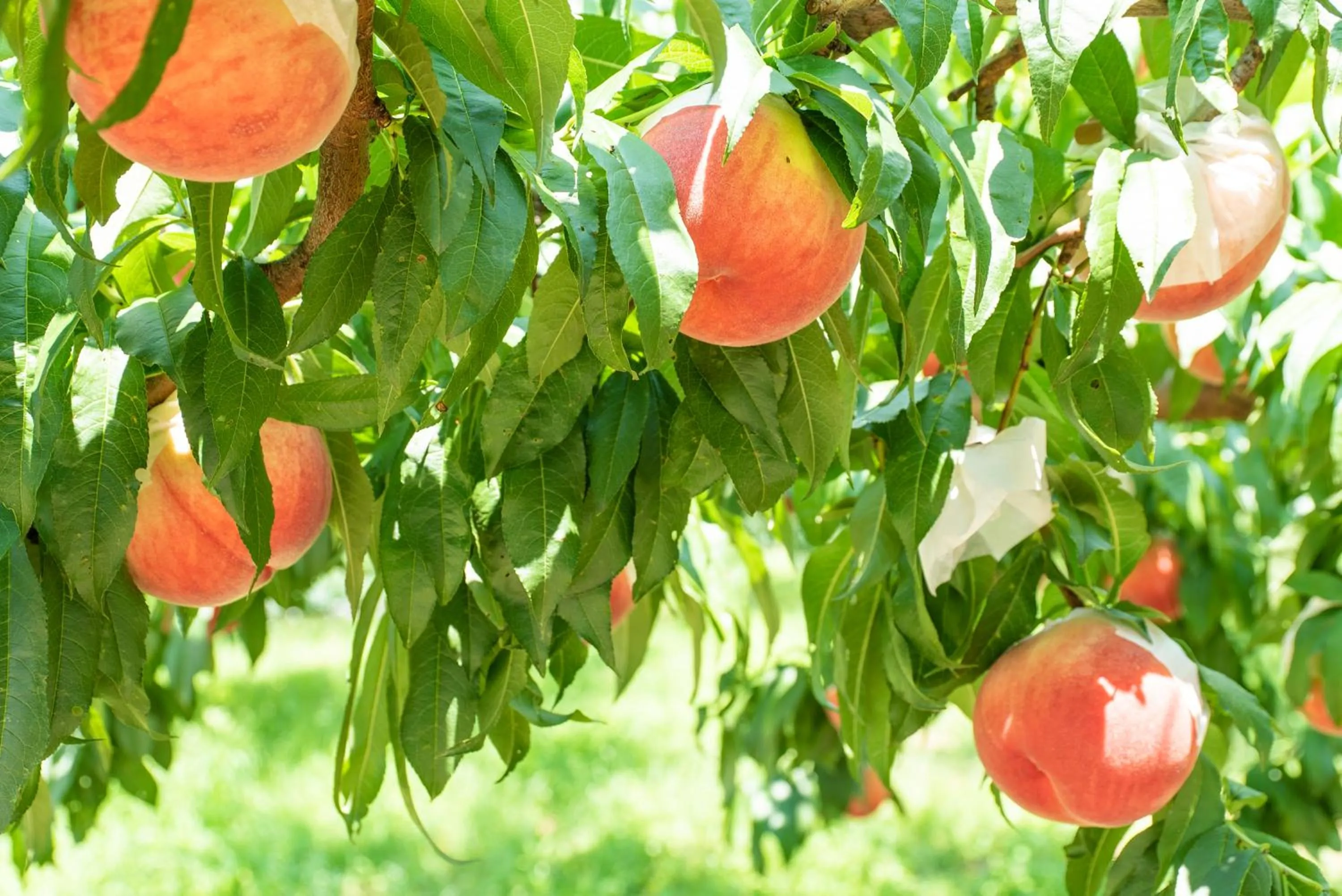 Nearby landmark in Fruit Park Fujiya Hotel