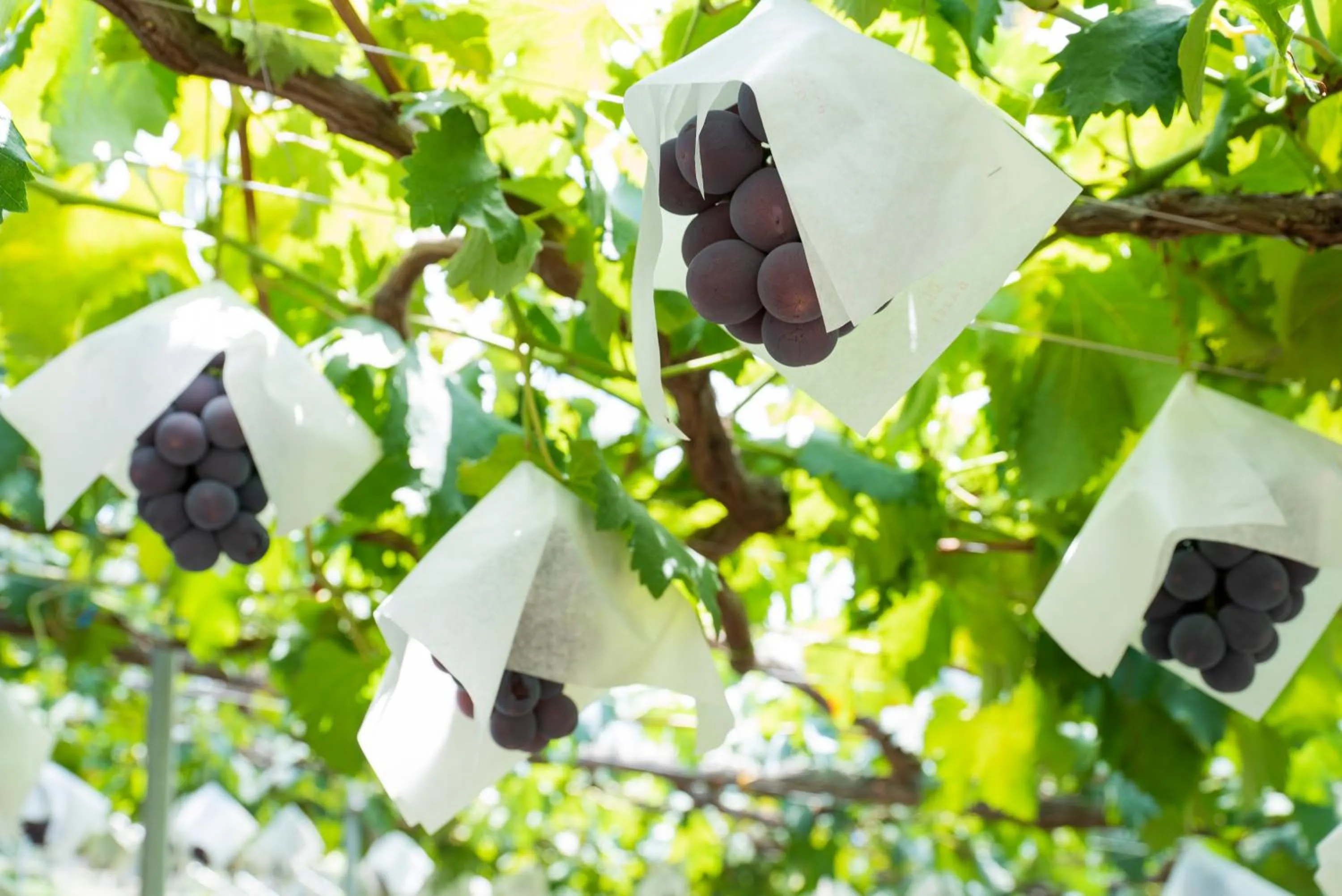 Nearby landmark in Fruit Park Fujiya Hotel
