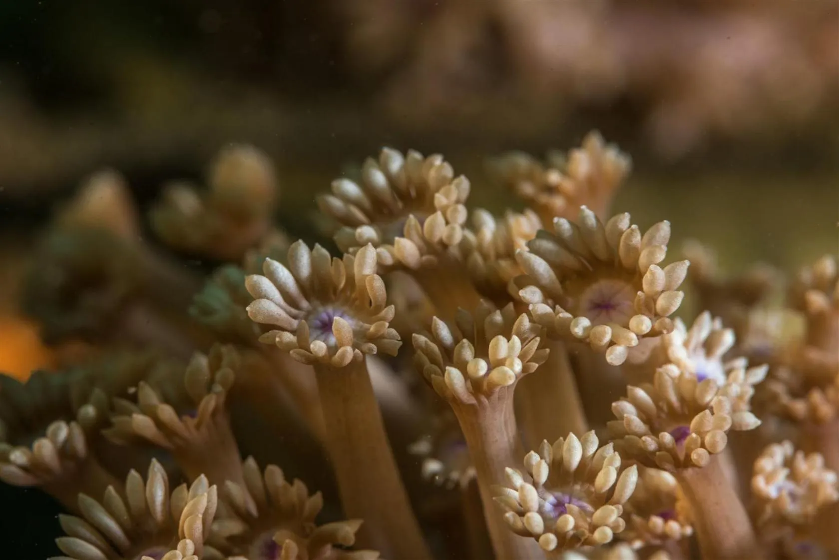 Garden in Hotel Pondok Sari Beach & SPA Resort