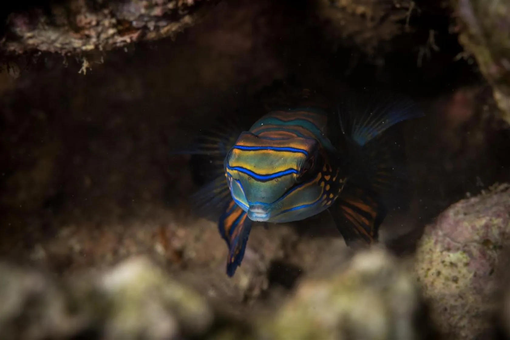 Diving in Hotel Pondok Sari Beach & SPA Resort