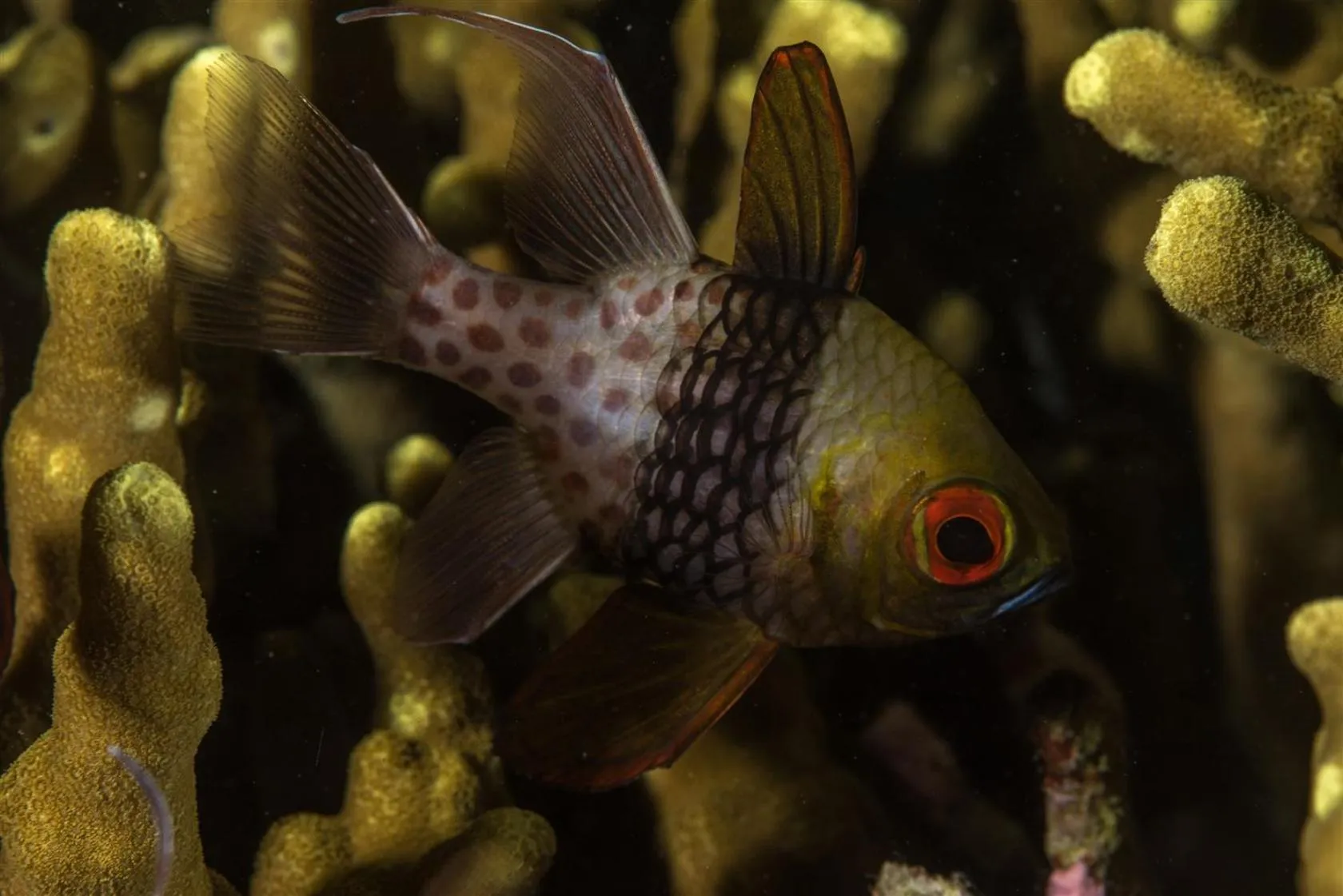 Animals in Hotel Pondok Sari Beach & SPA Resort