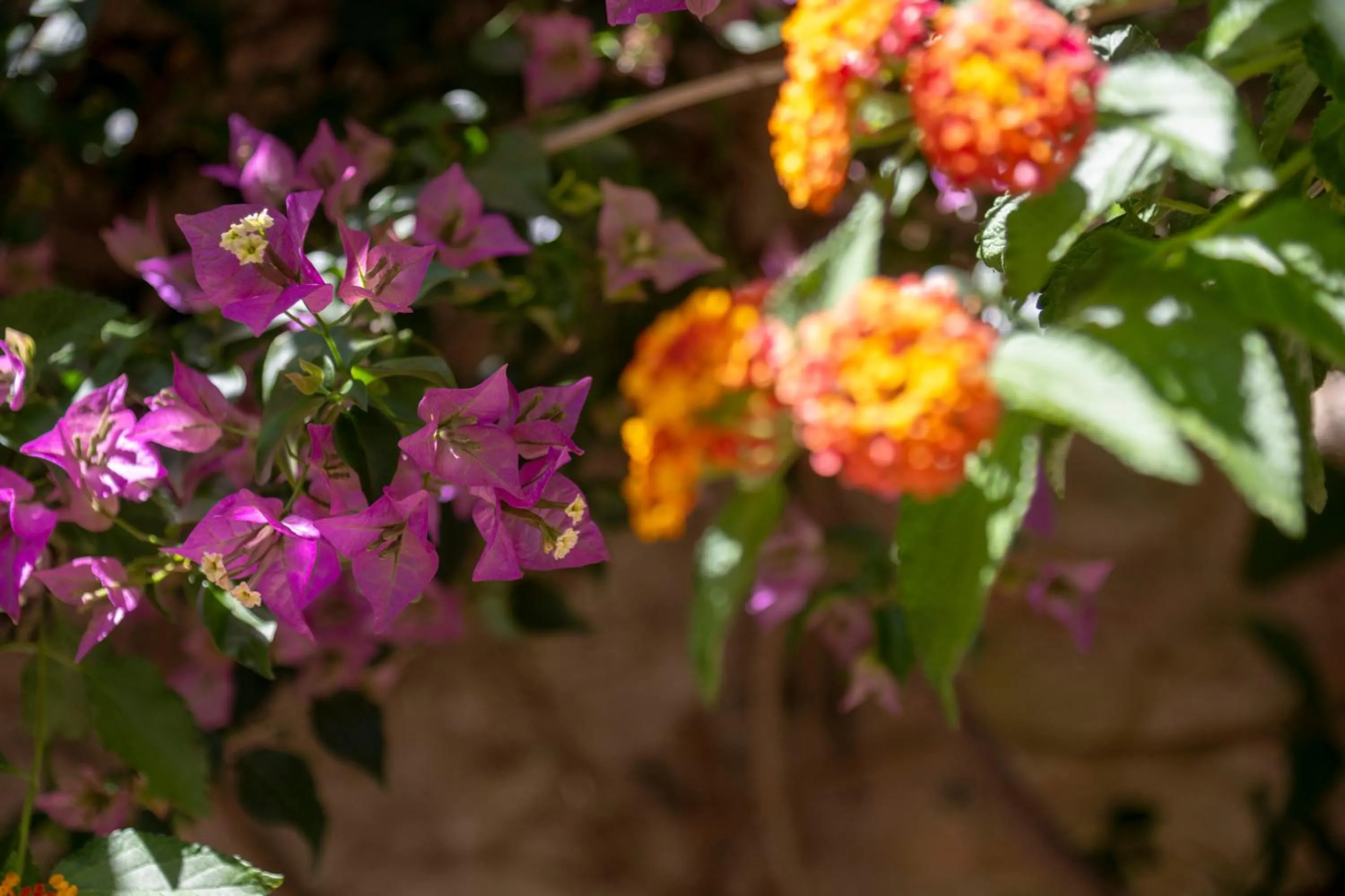 Natural landscape in AHR Altura Hotel Porto Rafael
