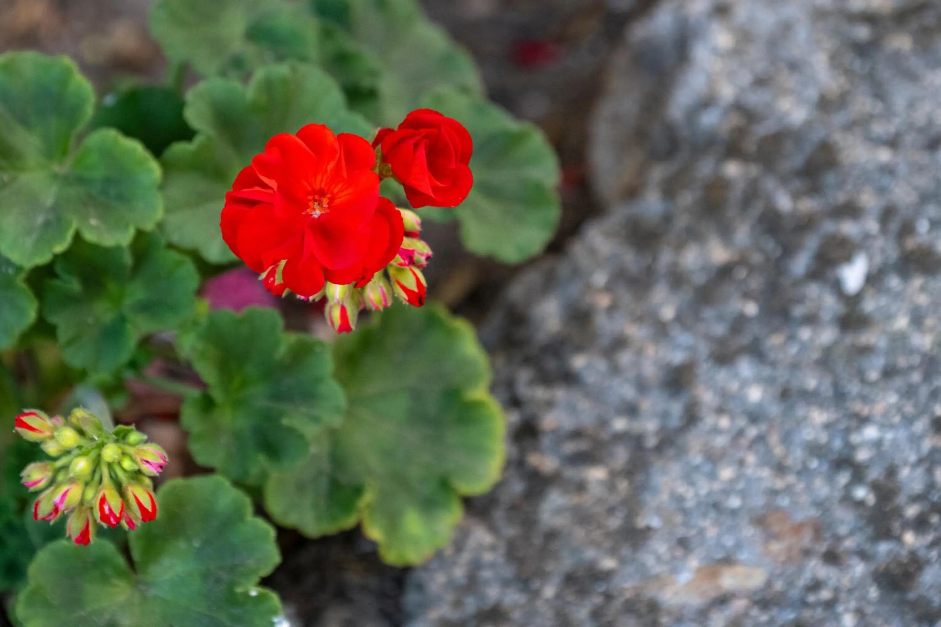 Natural landscape in AHR Altura Hotel Porto Rafael