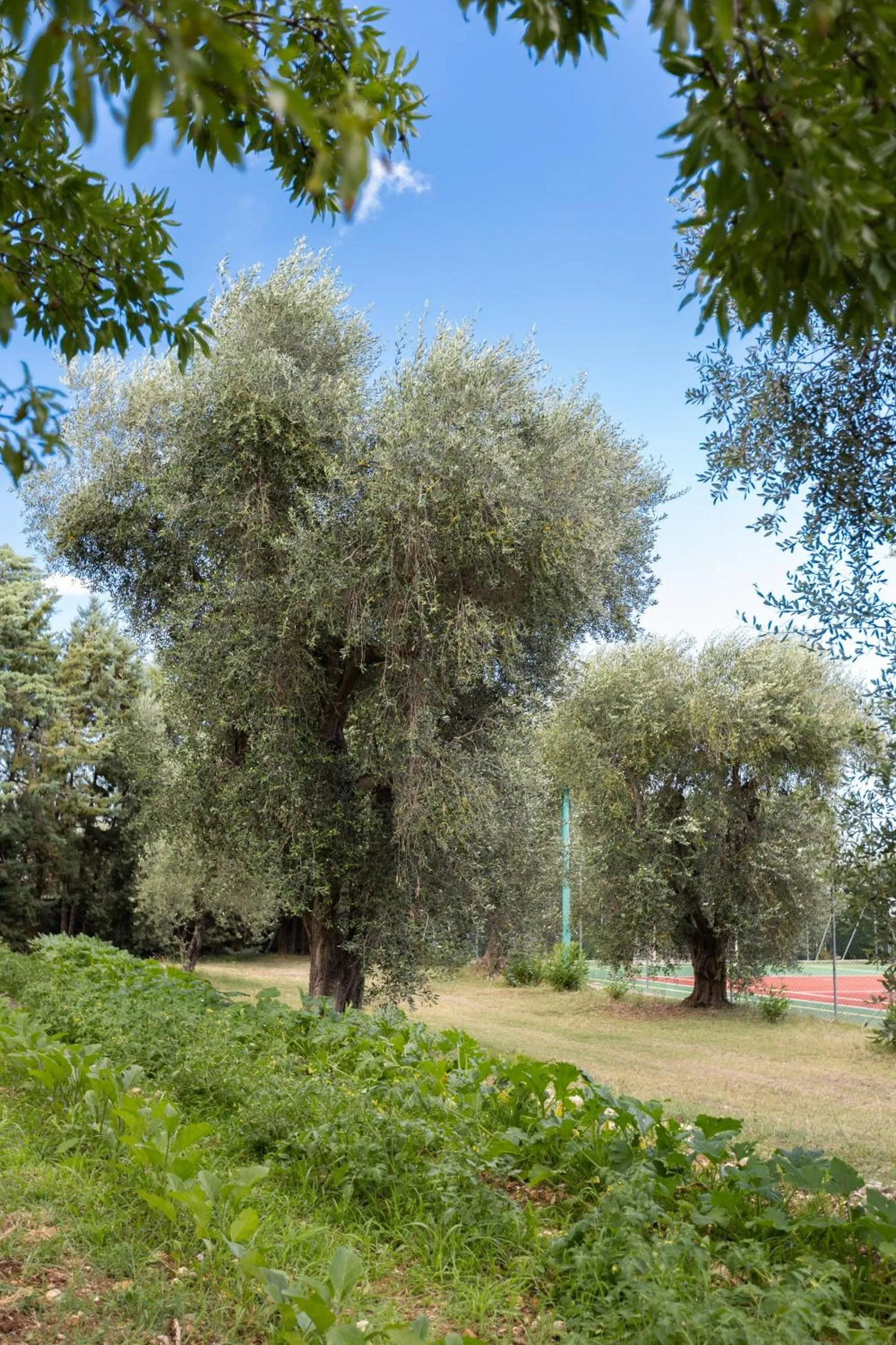 Natural landscape in Hotel Palme Gemelle