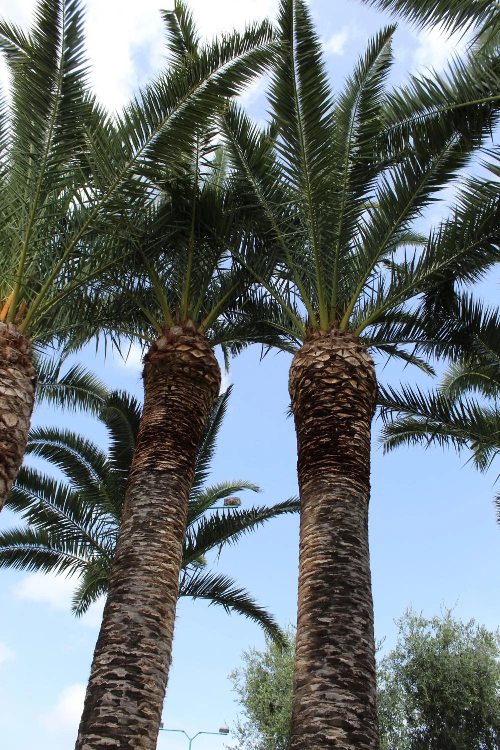 Garden in Hotel Palme Gemelle