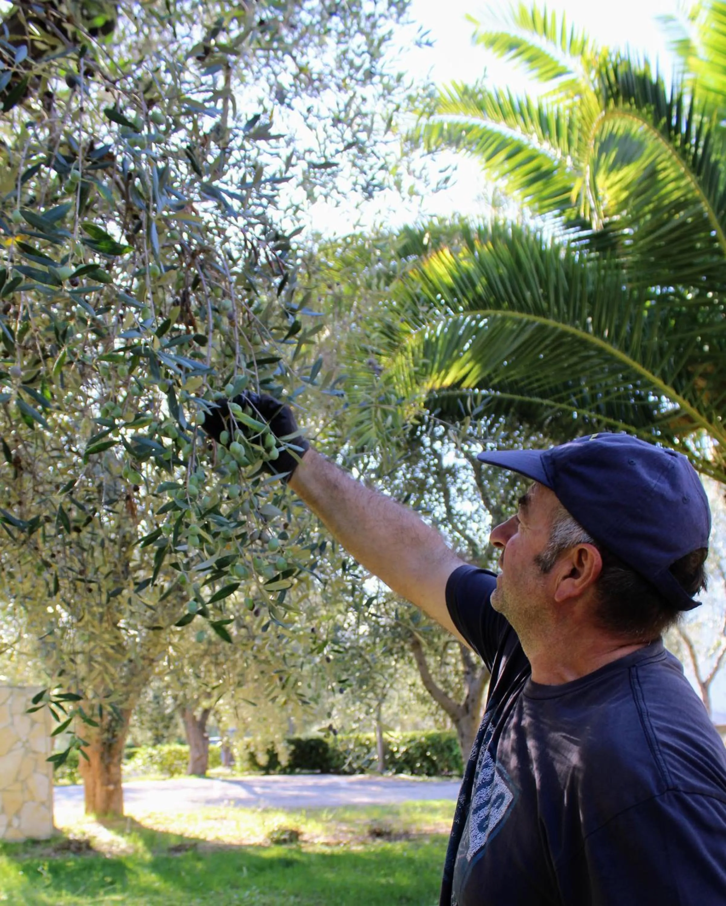 Natural landscape in Hotel Palme Gemelle