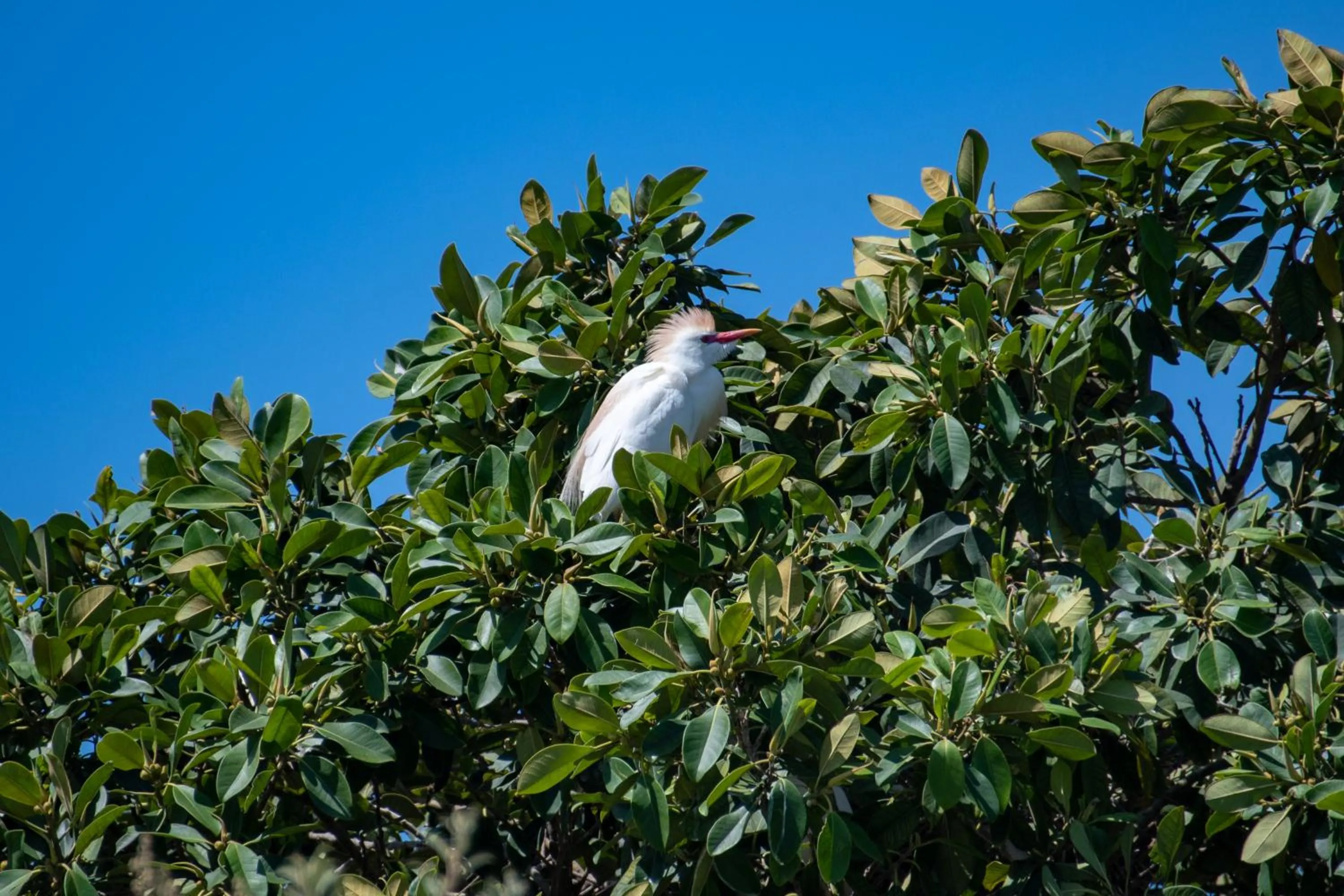 Garden in Buffelsdam Country House