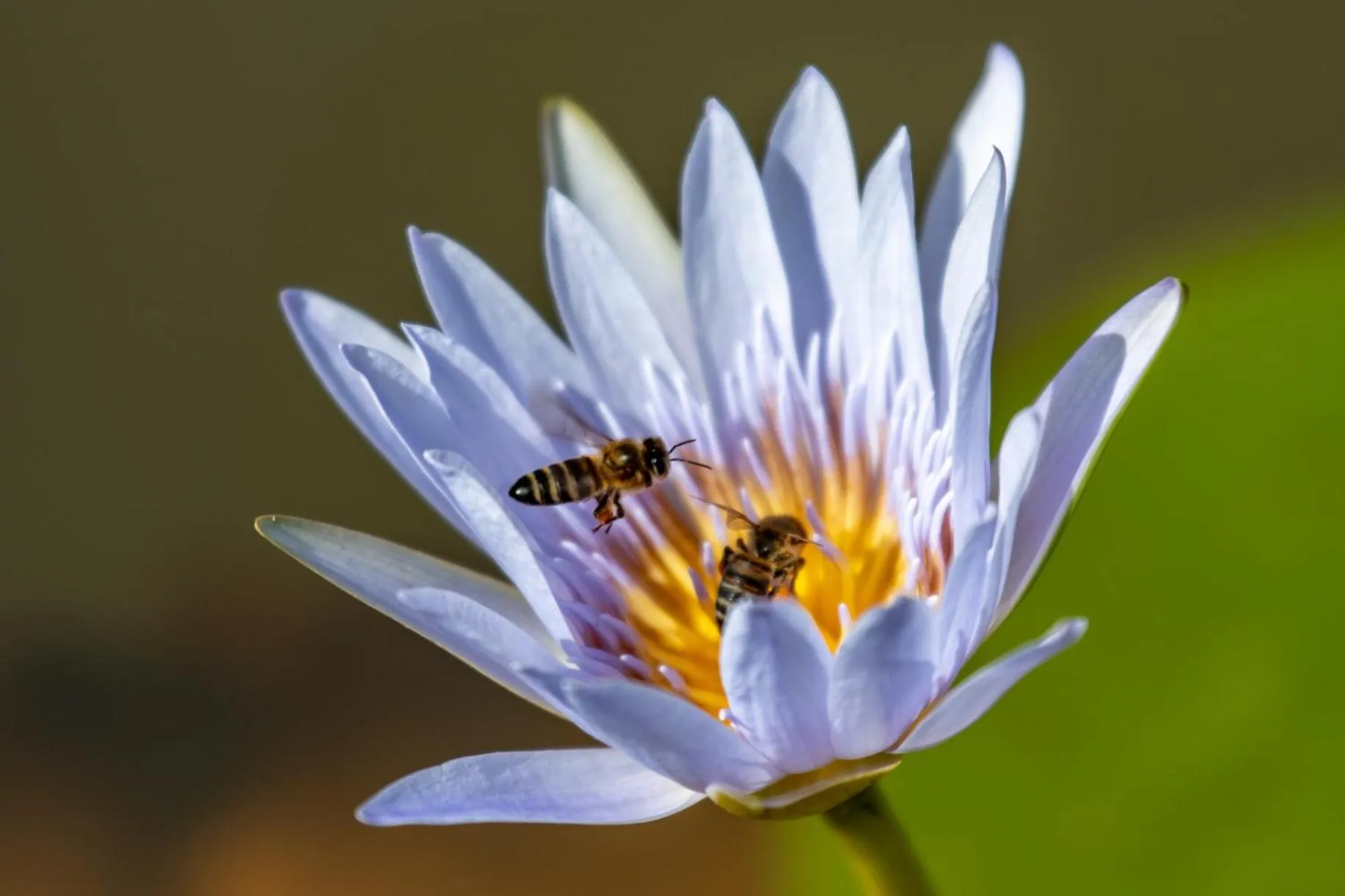 Garden in Buffelsdam Country House