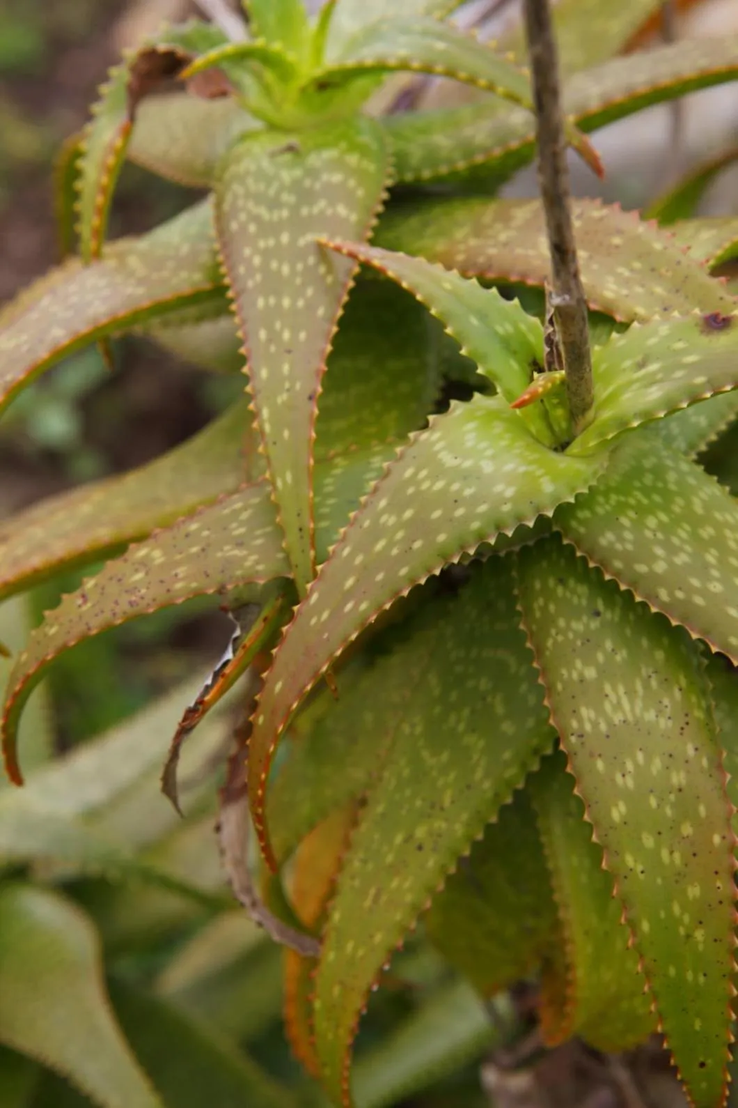 Garden in Buffelsdam Country House