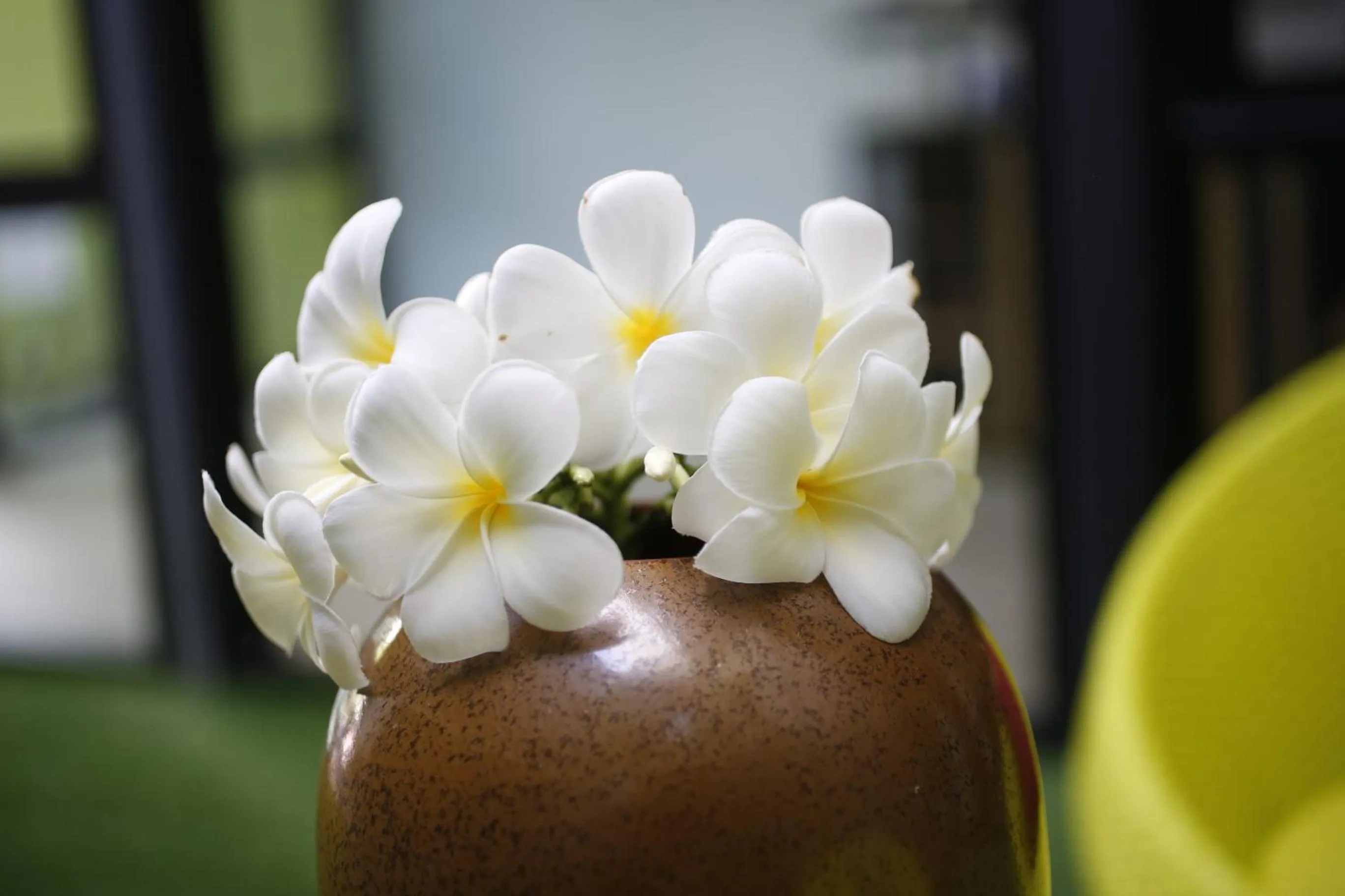 The White Elephant Home