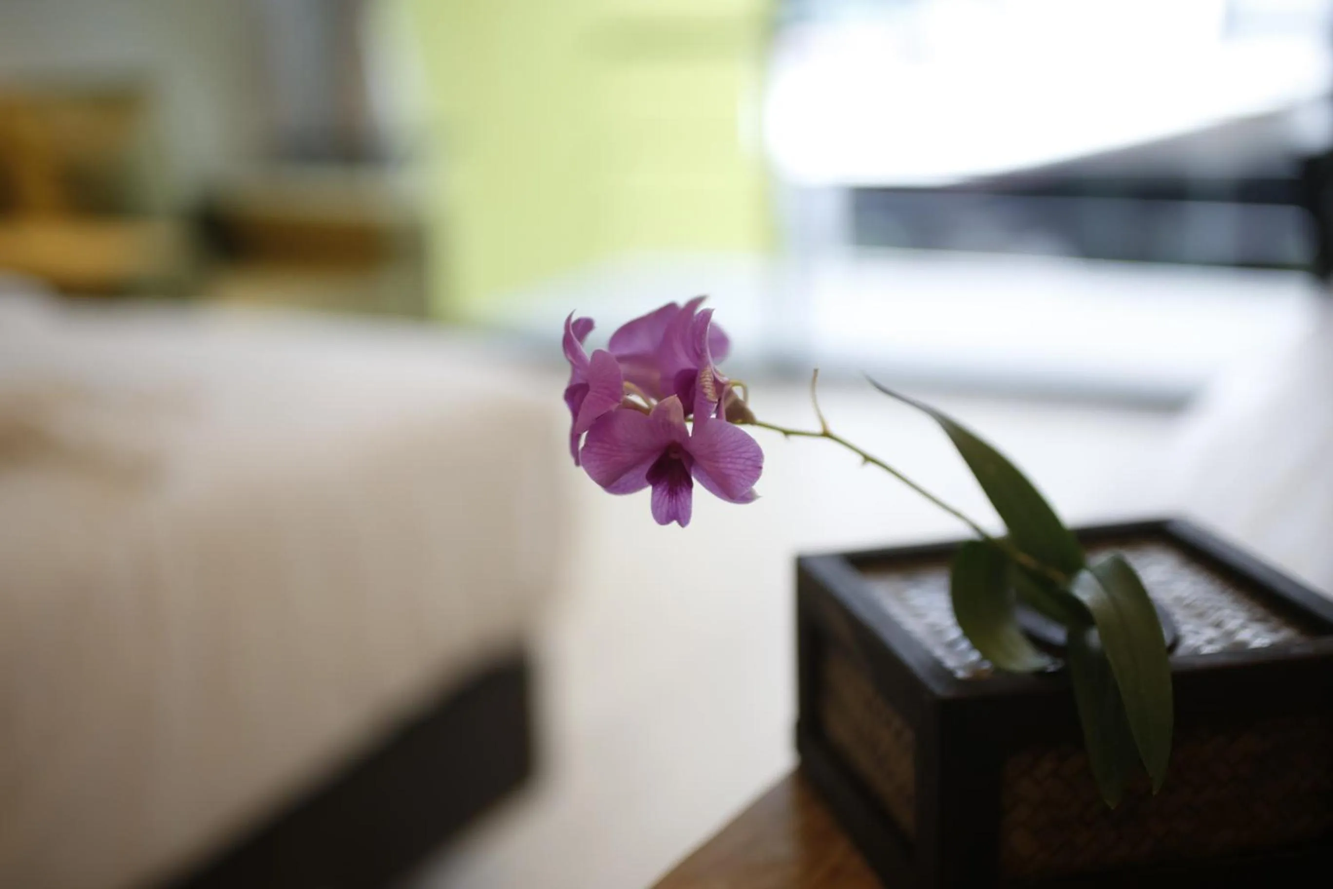 Bed in The White Elephant Home