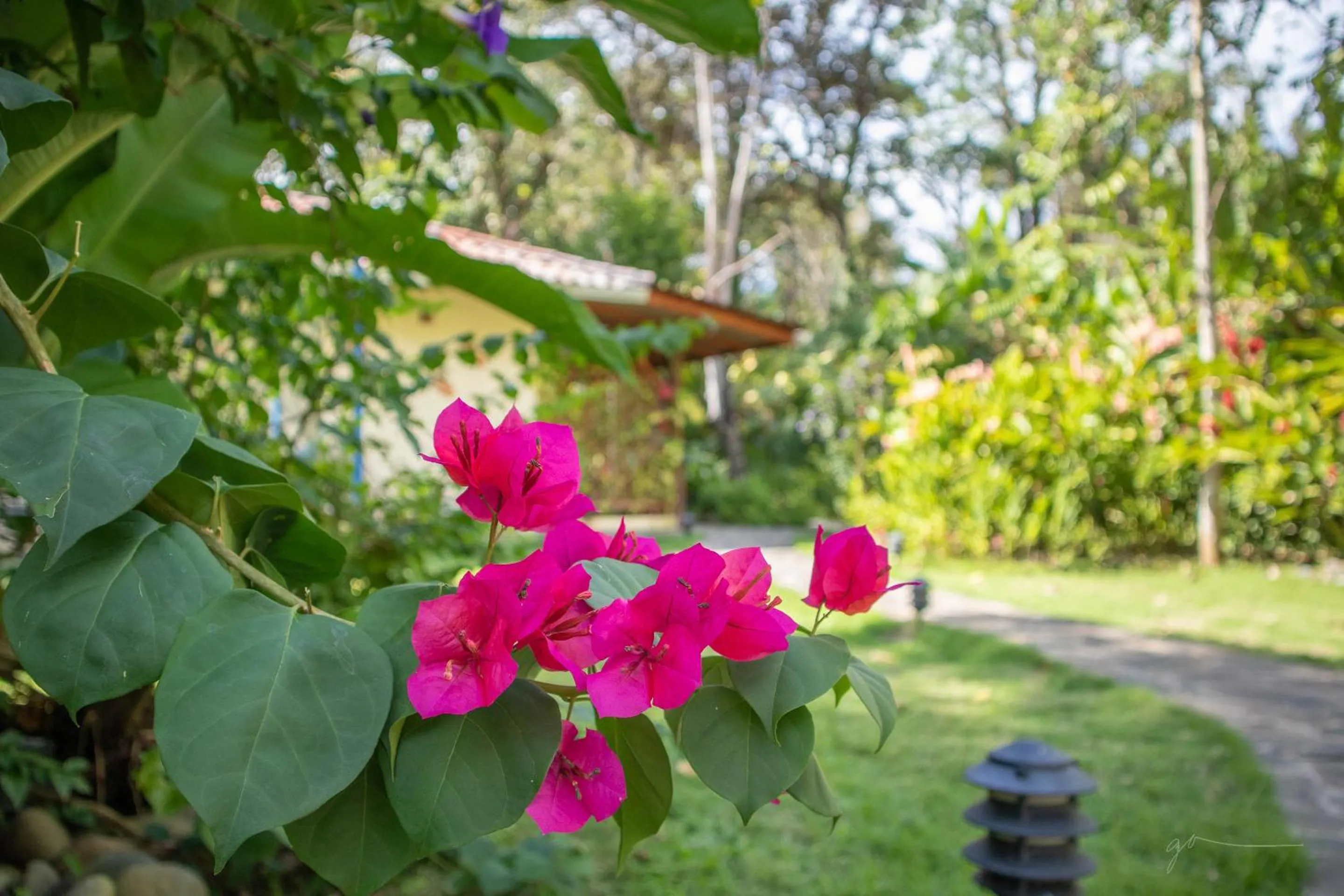 Garden in Hotel Casa Merlin