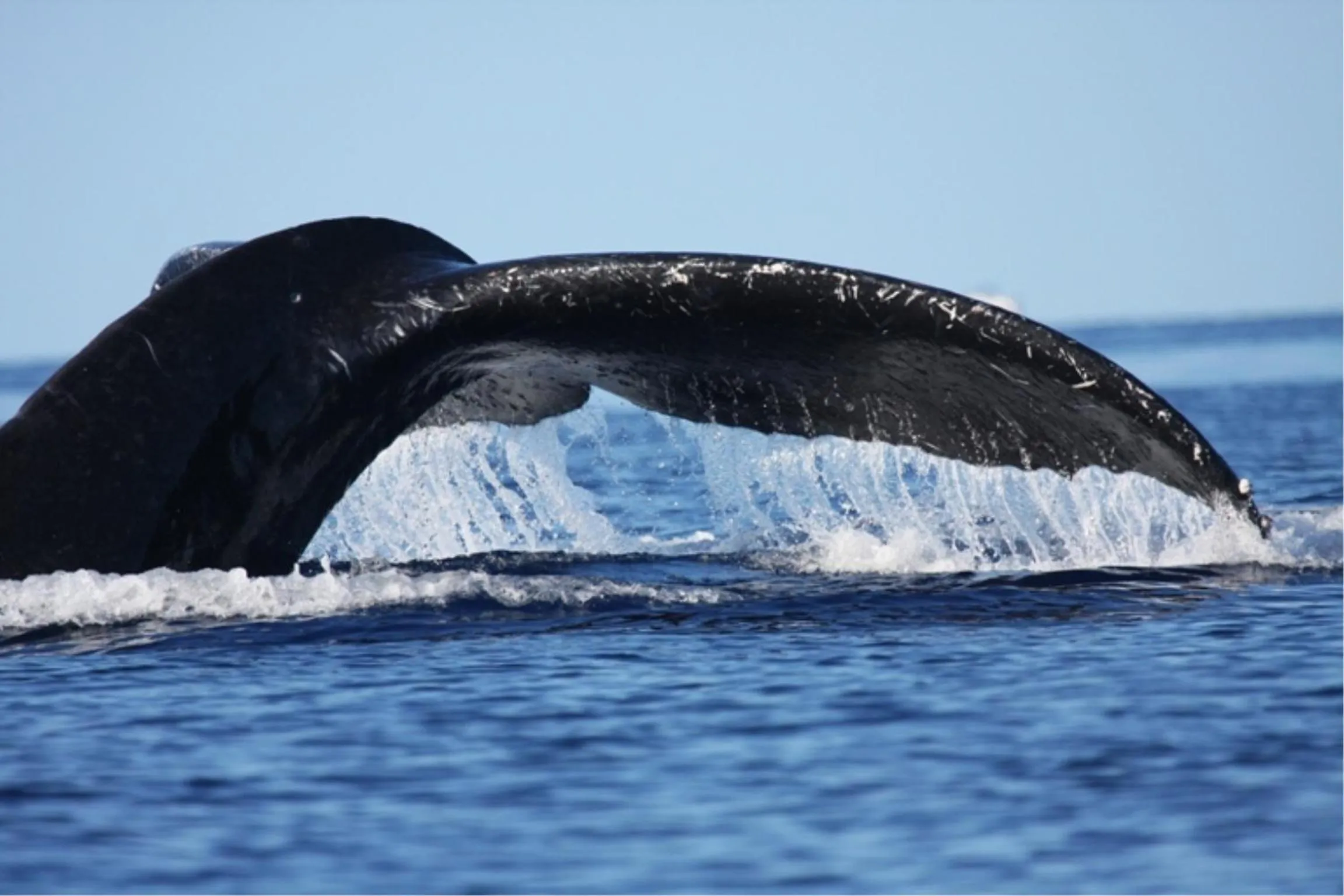 Animals in Maui Vista Vacation Condo