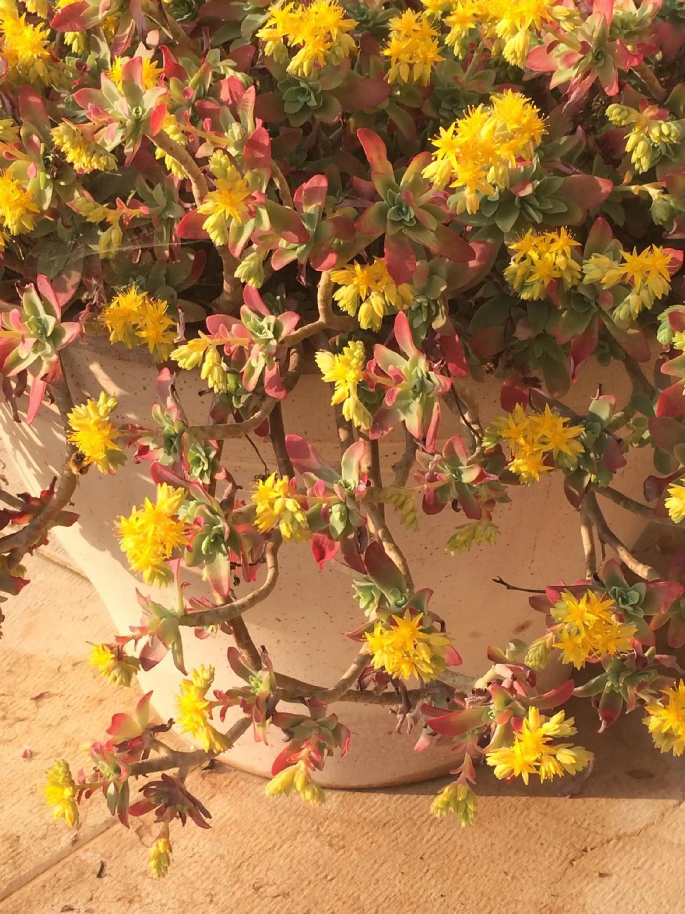 Other in Agriturismo Il Pianetto