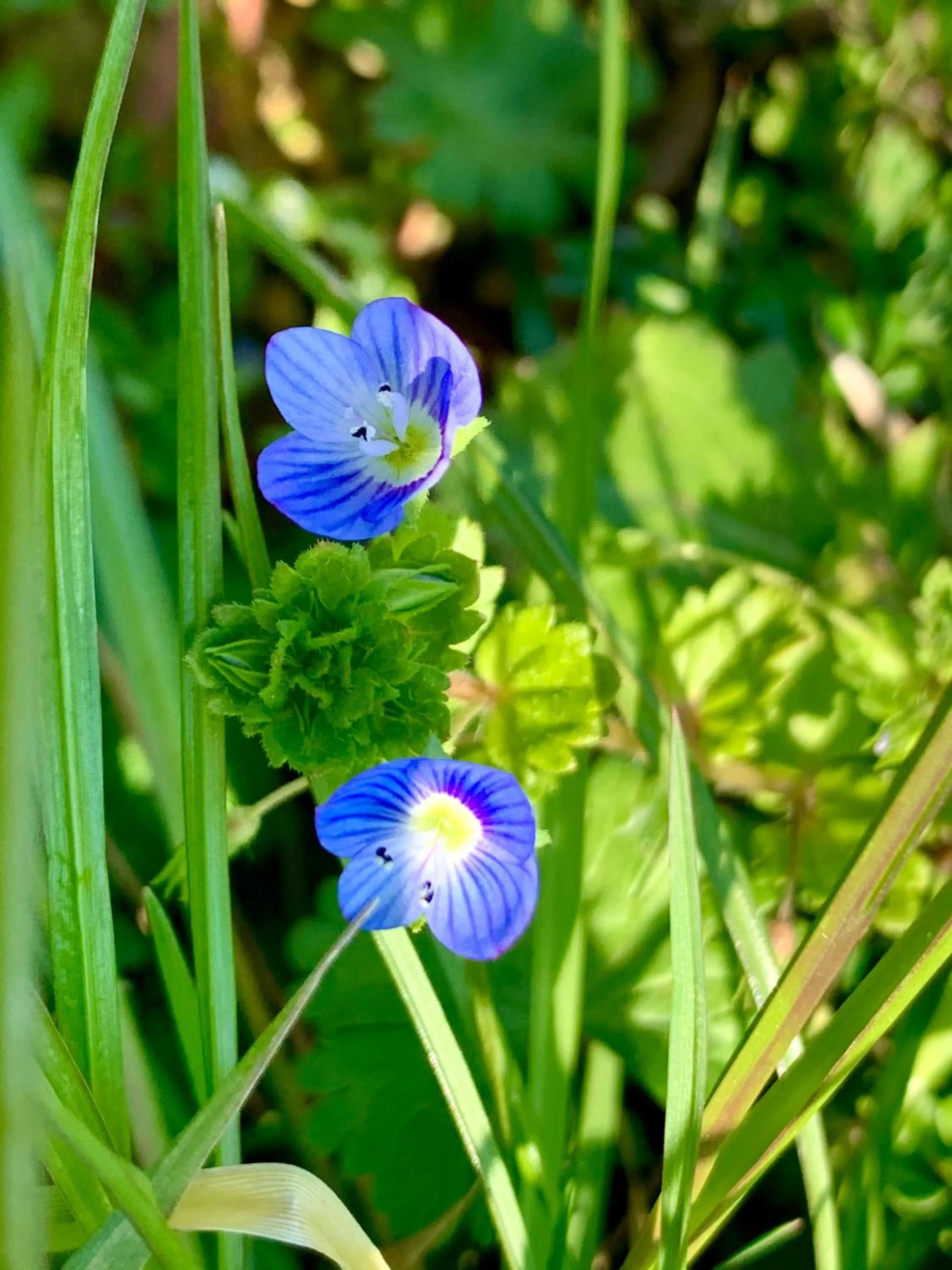 Garden in Agriturismo Il Pianetto