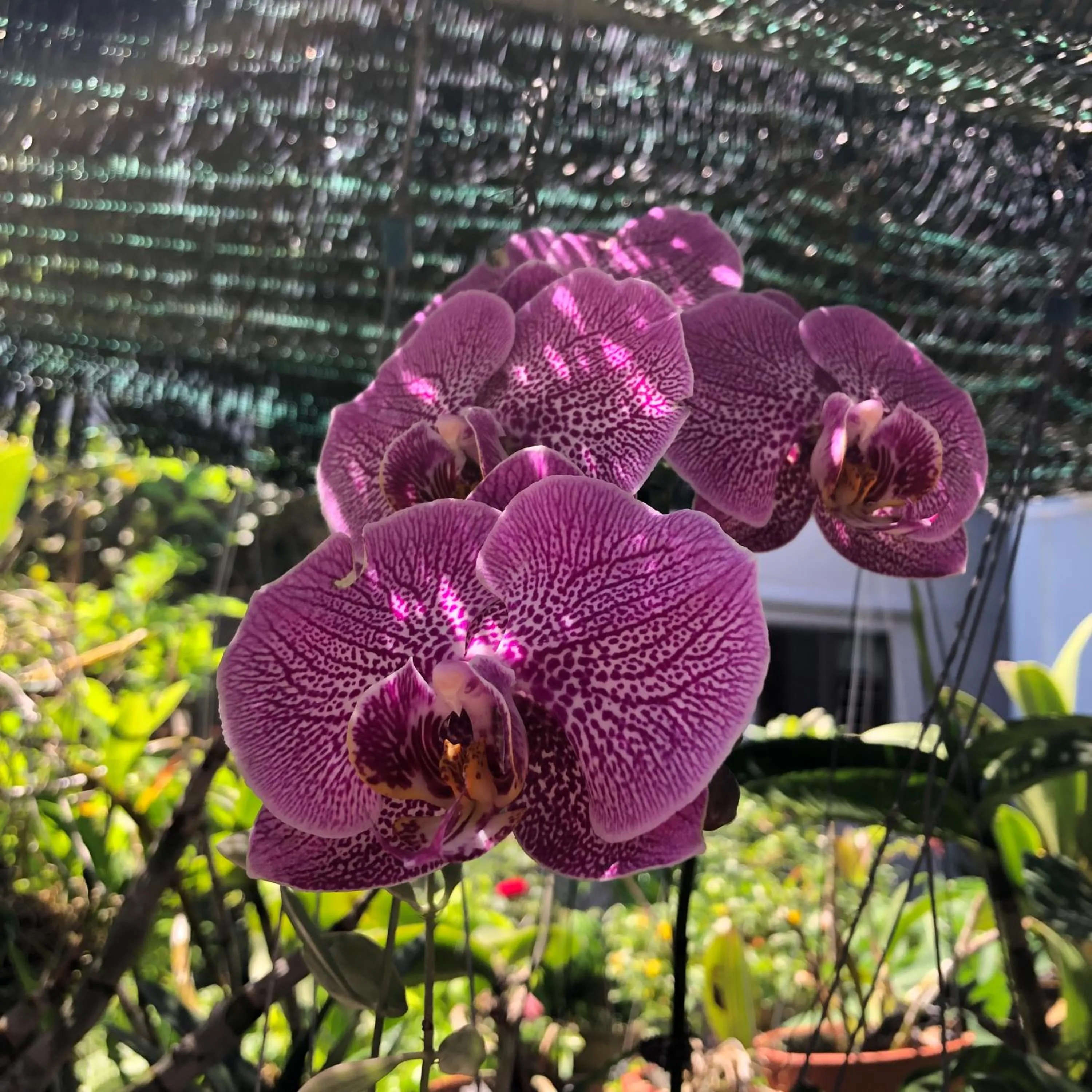 Garden in Charming Homestay