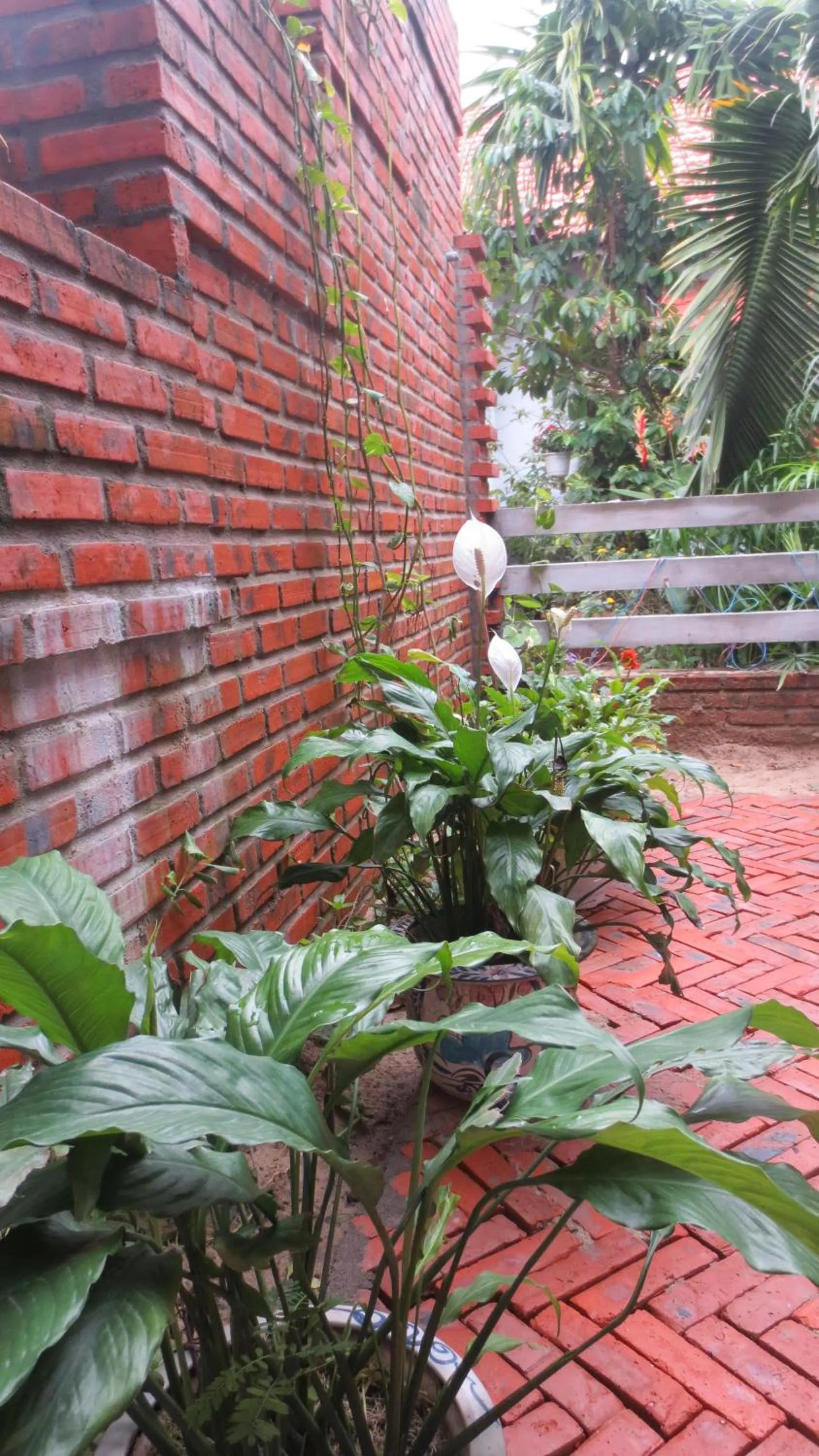 Garden in Charming Homestay