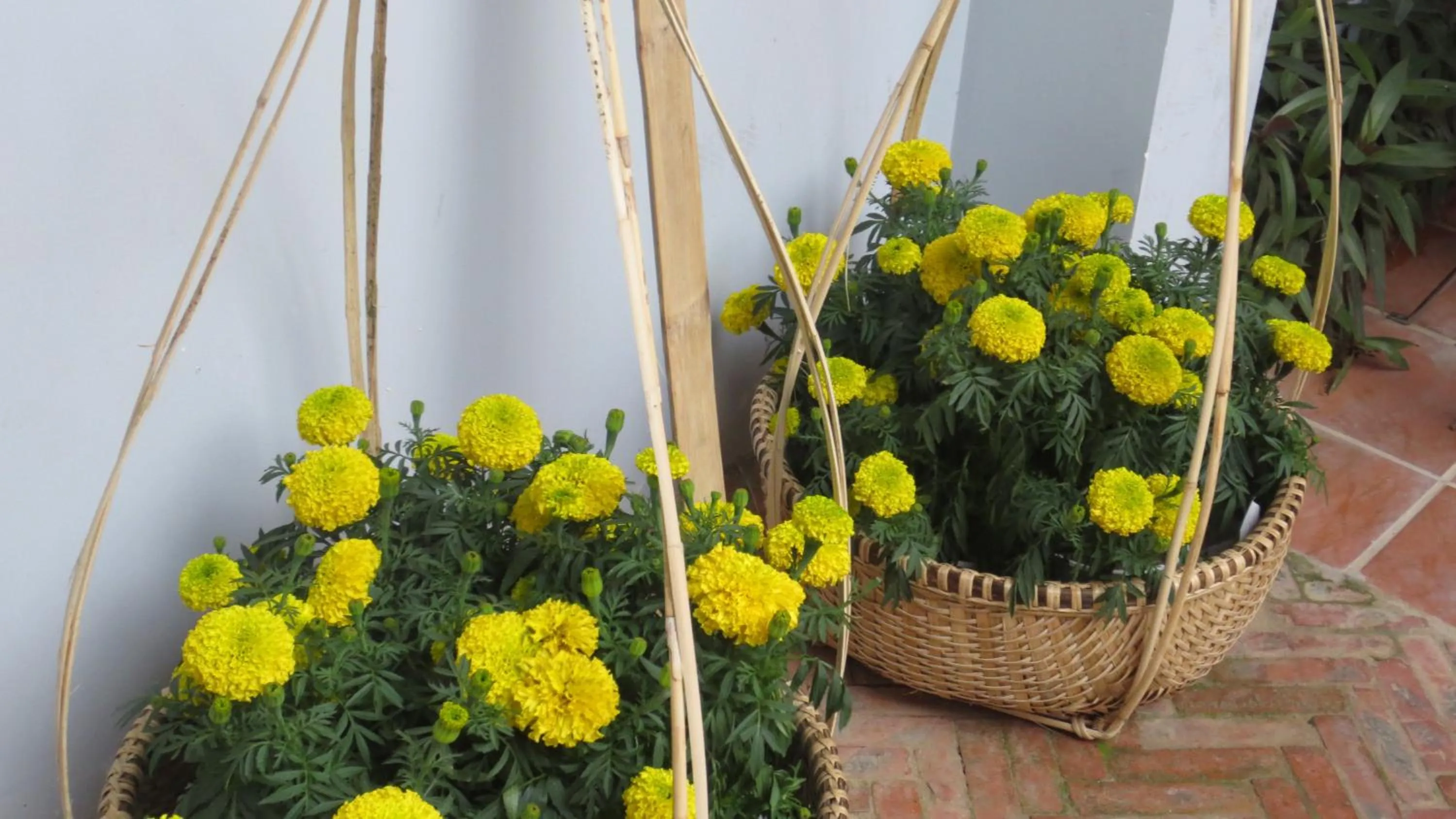 Garden in Charming Homestay