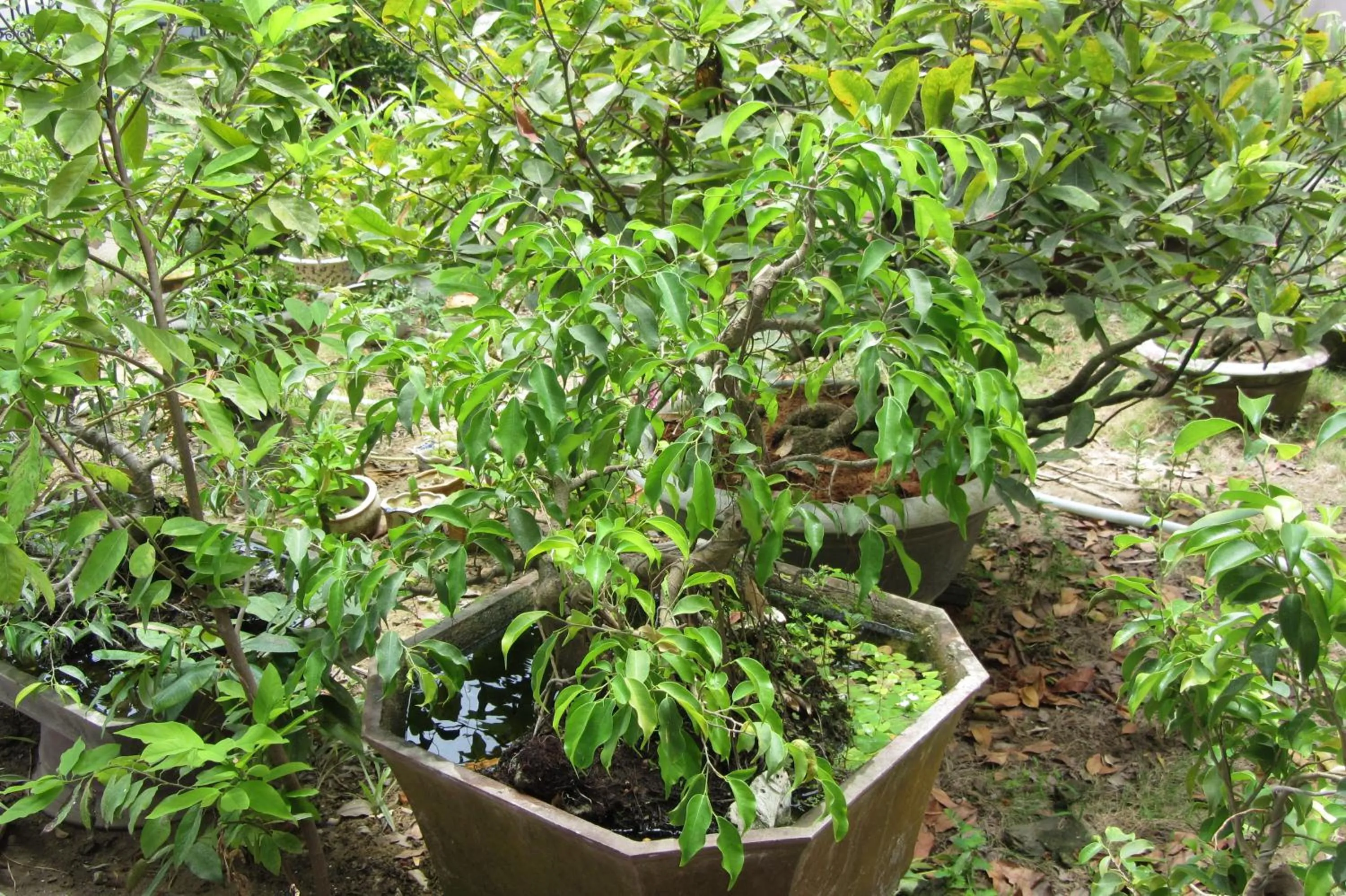 Day in Charming Homestay