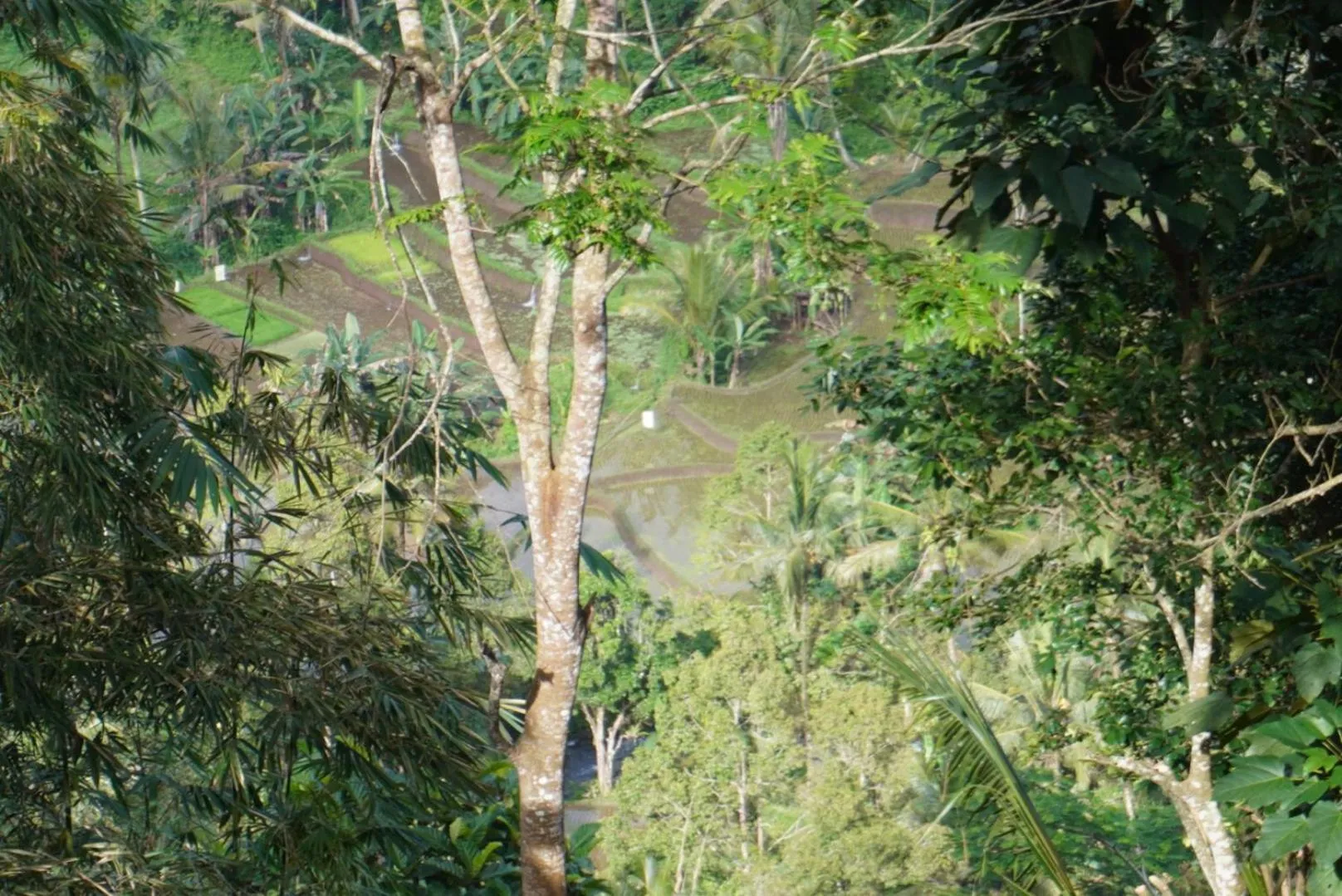 Natural landscape in Purwa Ijen