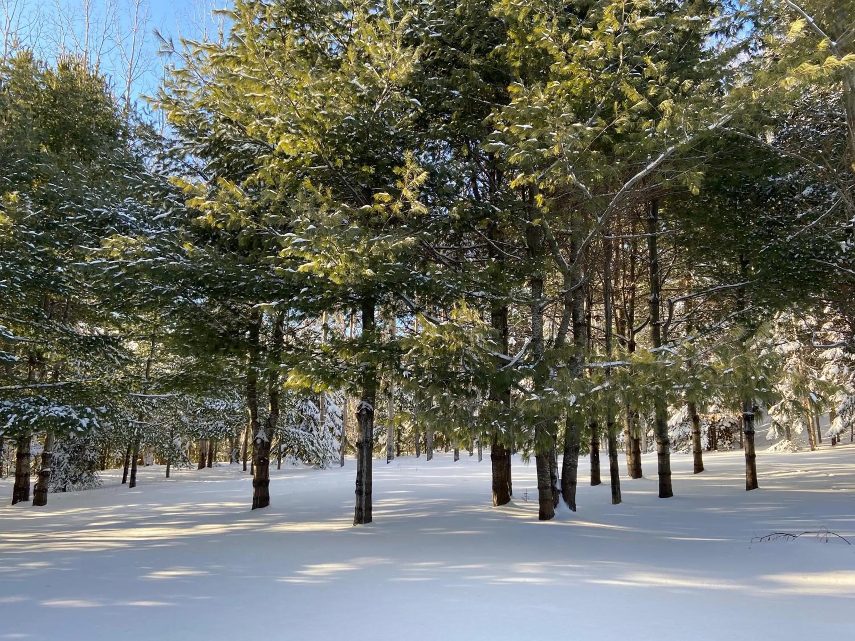 Day in Chalet Sous Les Pins