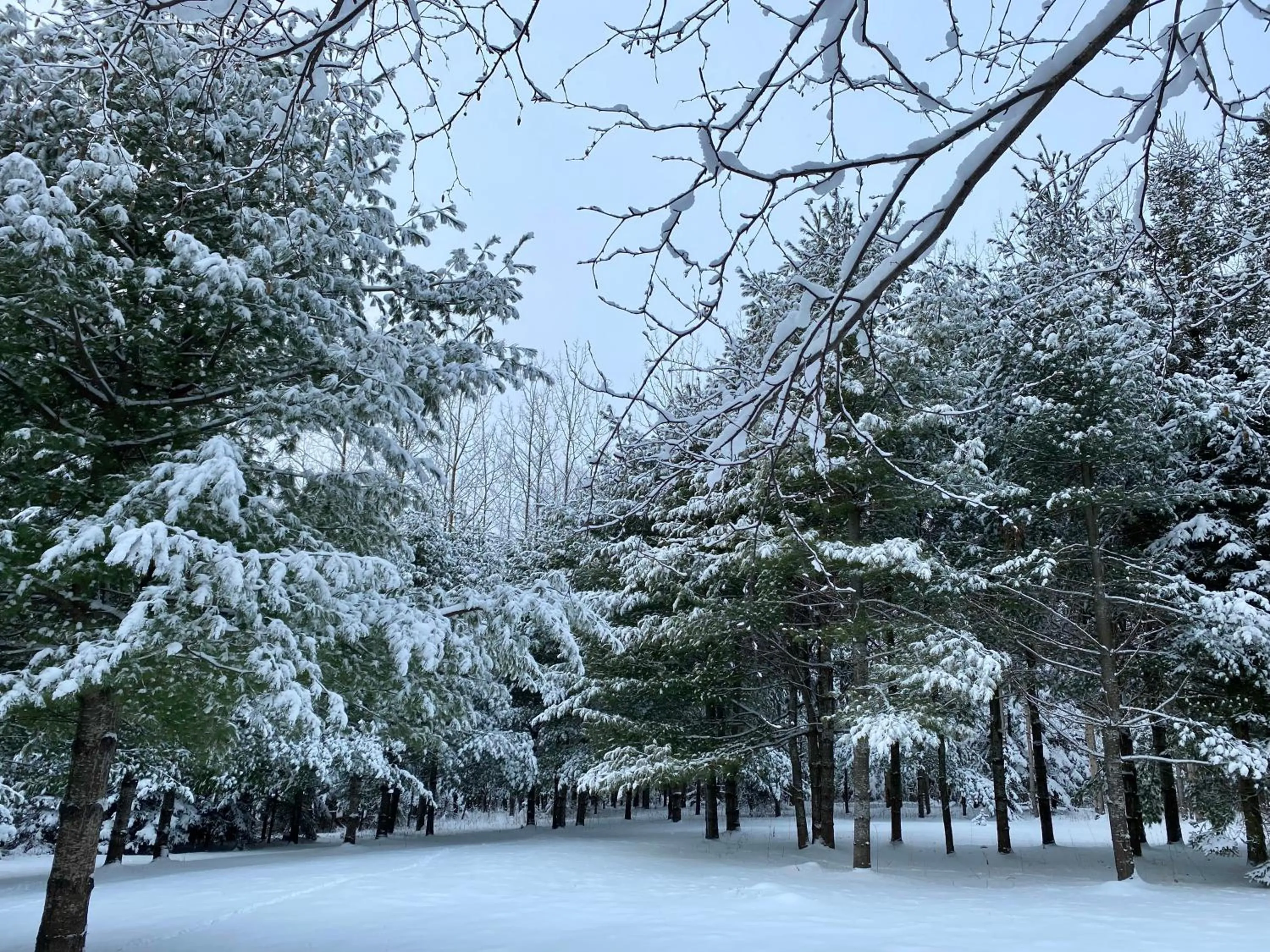 Winter in Chalet Sous Les Pins