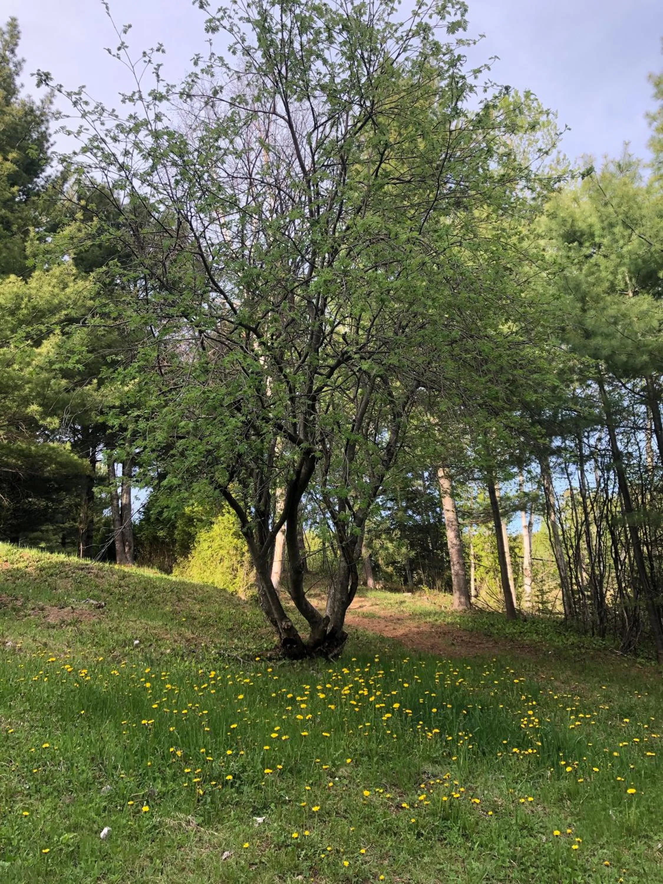 Natural landscape in Chalet Sous Les Pins