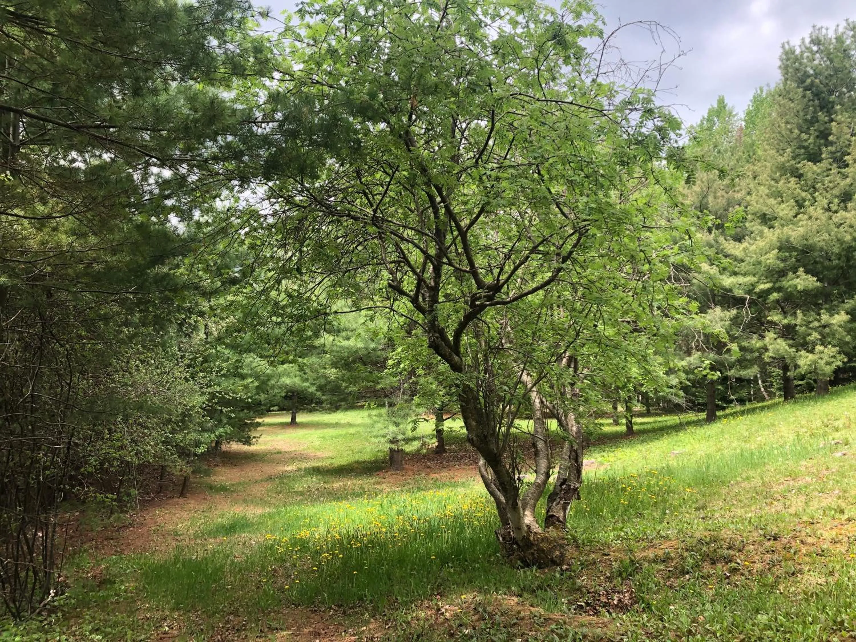 Natural landscape in Chalet Sous Les Pins